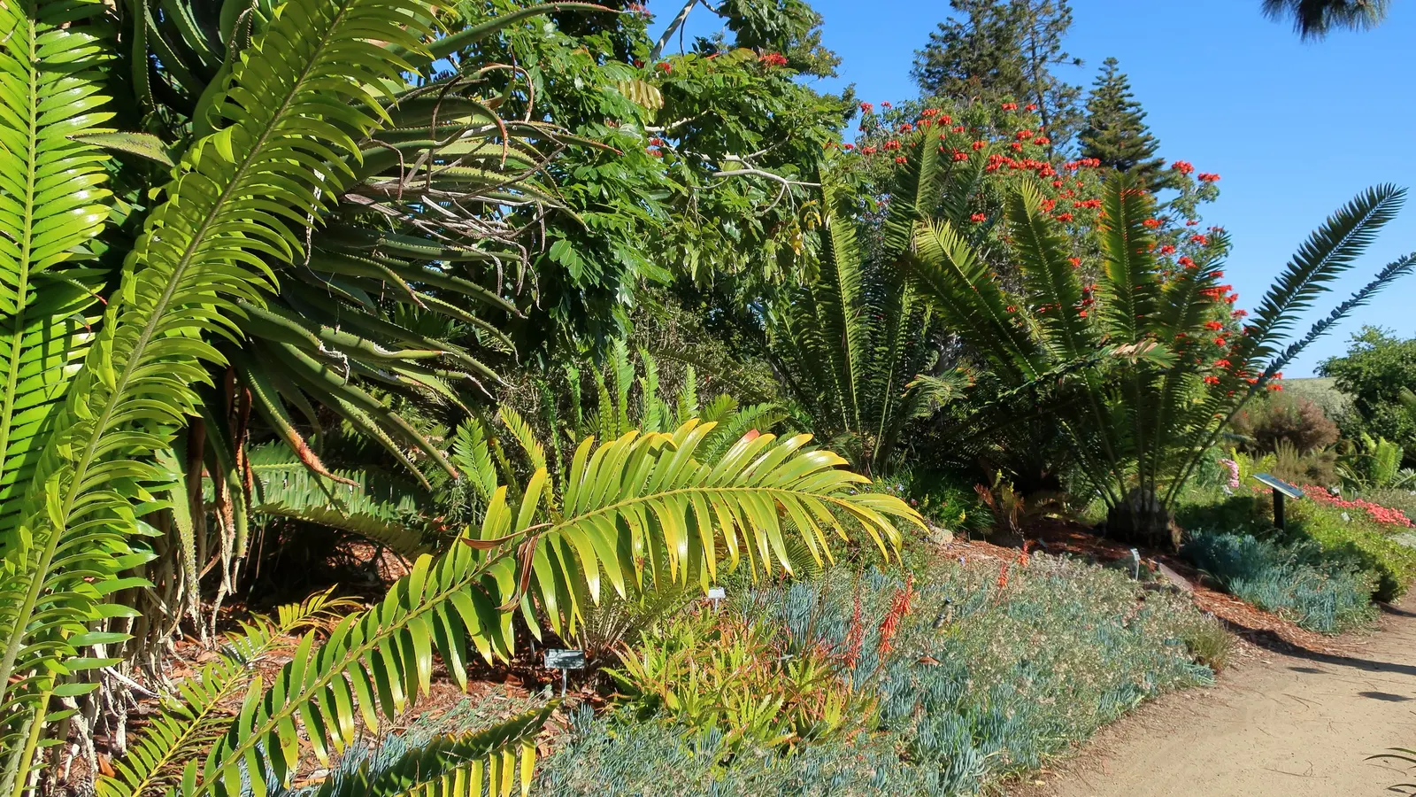 Bread Palm (Encephalartos Altensteinii) — commonly known as the Bread Palm or Eastern Cape Giant Cycad; cold-tolerant to around 20-25&deg;F, it's an, image 92