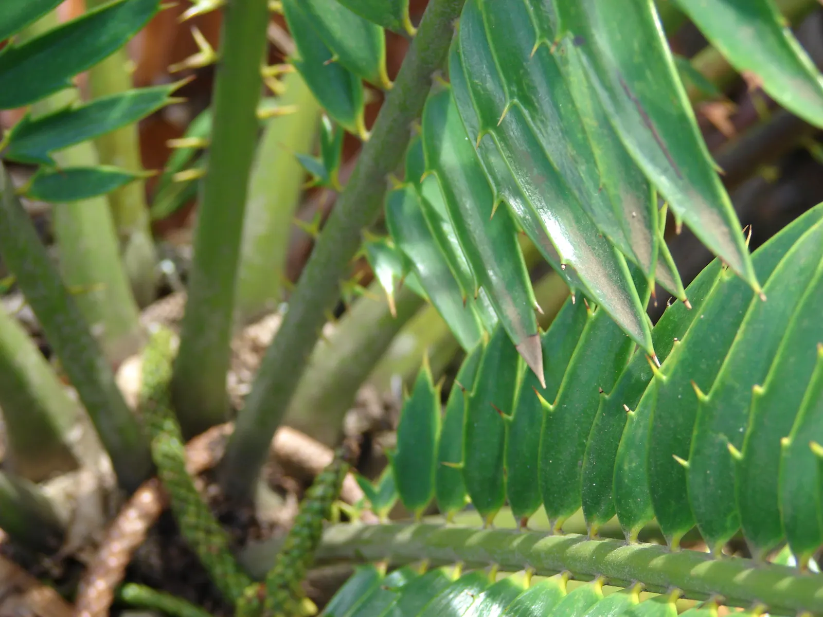 Bread Palm (Encephalartos Altensteinii) — consider its eventual size and incorporate sufficient space to accommodate its wide leaf spread; it pairs, image 85