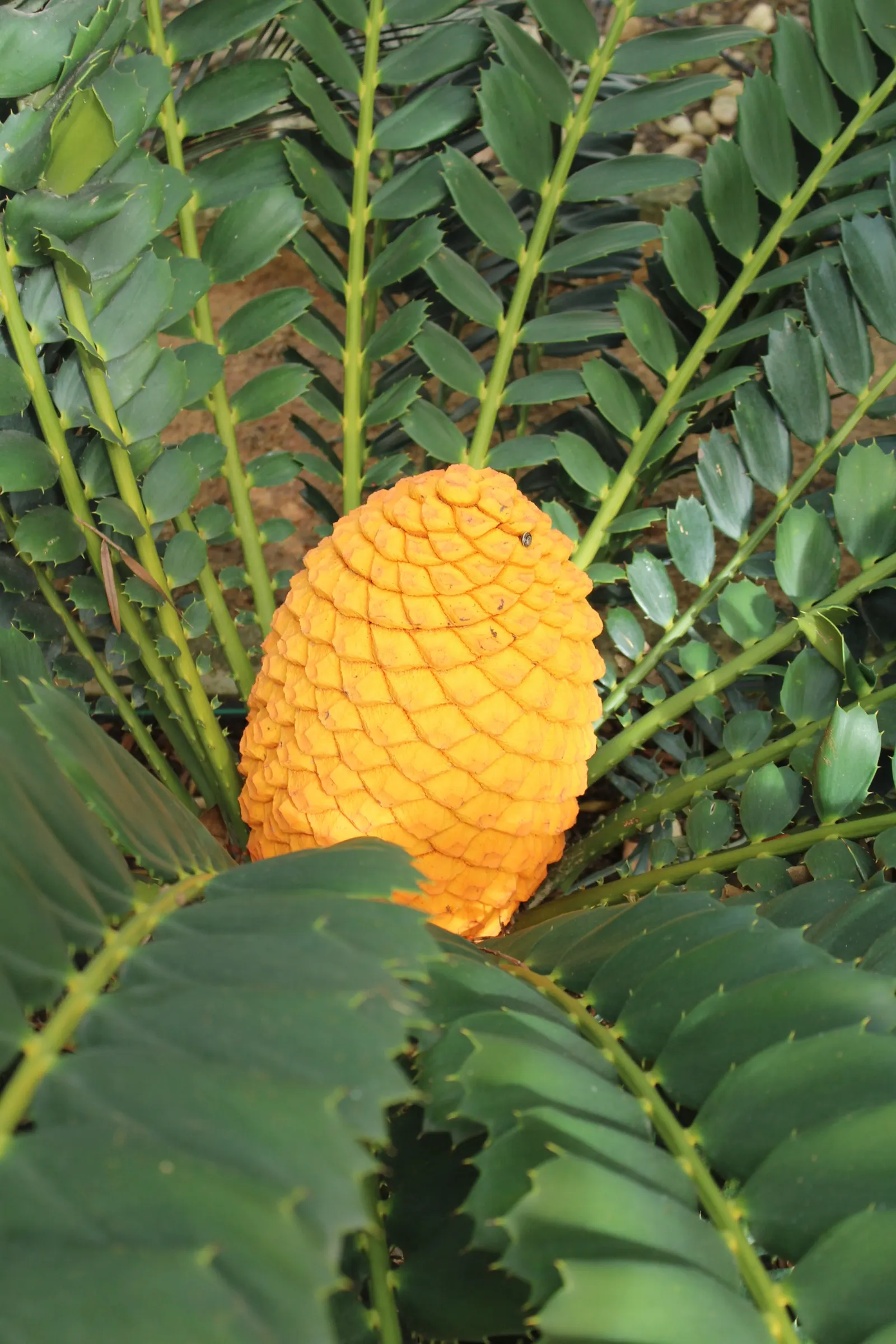 Bread Palm (Encephalartos Altensteinii) — <br><br>Periodic maintenance is required to remove old foliage and to maintain its tidy appearance; the, image 82