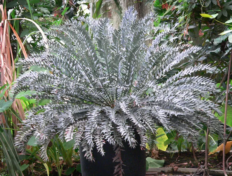 Bread Palm (Encephalartos Altensteinii) — Although it is generally pest-free, watch for scale insects and treat as necessary; this slow-growing cycad typically