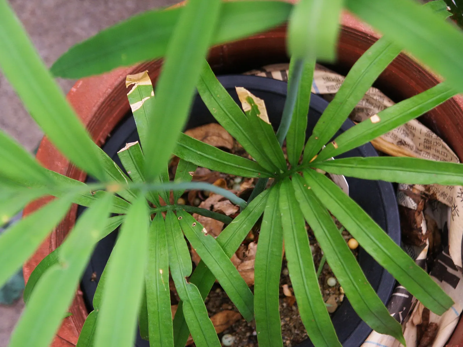 Bread Palm (Encephalartos Altensteinii) — often praised for its sculptural form and longevity; which can grow to 2 feet in diameter, image 55