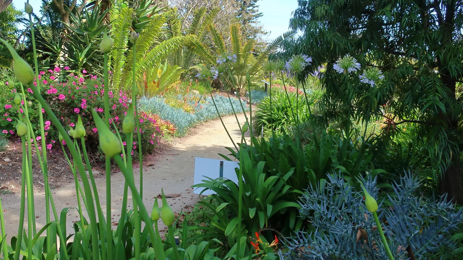 Bread Palm (Encephalartos Altensteinii) — but can soar up to 15 feet when given ample time and space; it thrives in well-drained soil, preferring, image 95
