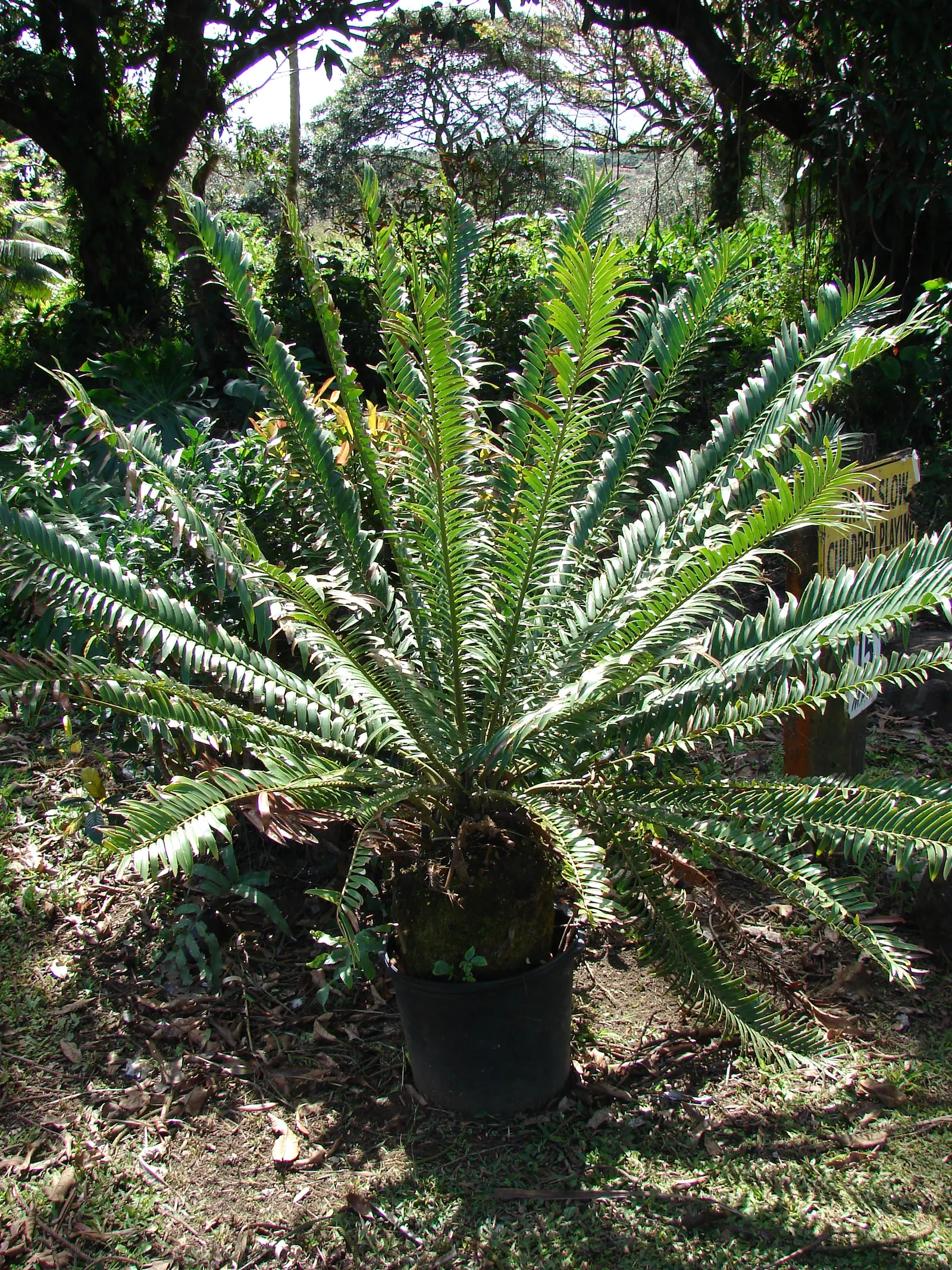 Bread Palm (Encephalartos Altensteinii) — It pairs well with succulents and other dry-loving plants.<br><br>In your clients garden; is an, image 86
