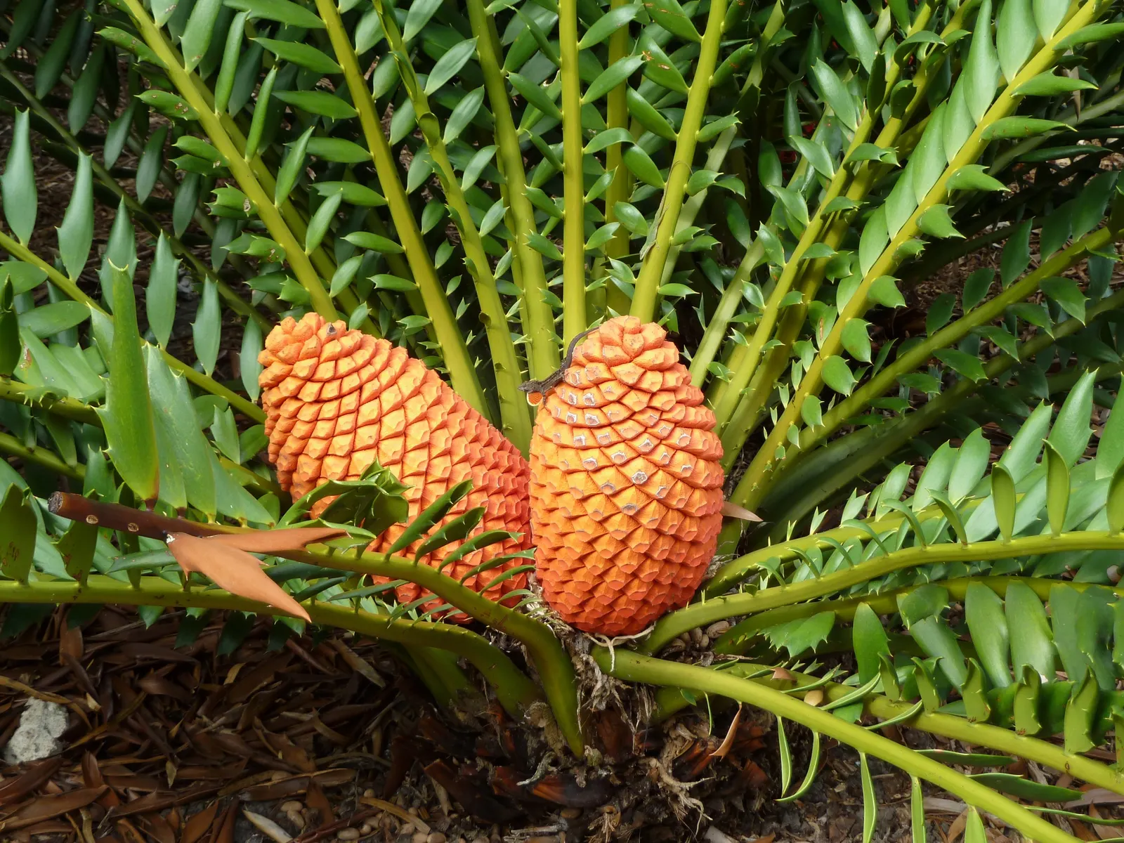 Bread Palm (Encephalartos Altensteinii) — this slow-growing cycad typically reaches heights of 5 to 8 feet; although it is generally pest-free, image 94