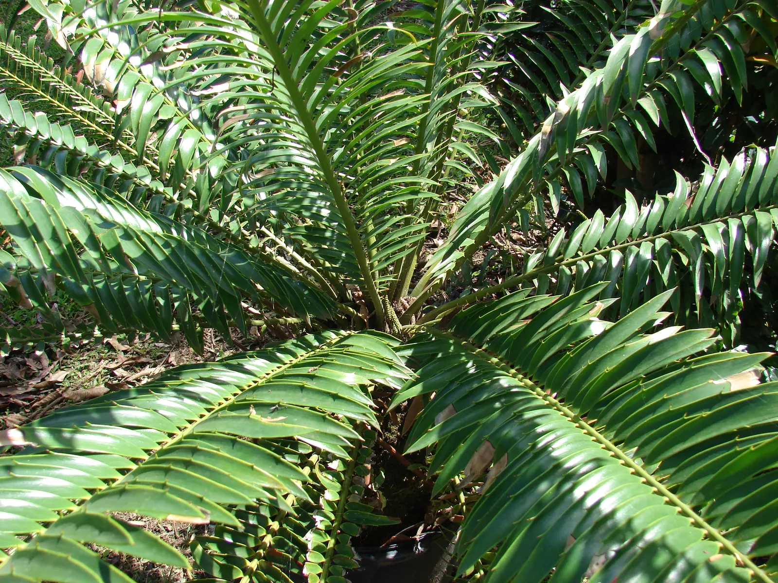 Bread Palm (Encephalartos Altensteinii) — often praised for its sculptural form and longevity; which can grow to 2 feet in diameter, image 77