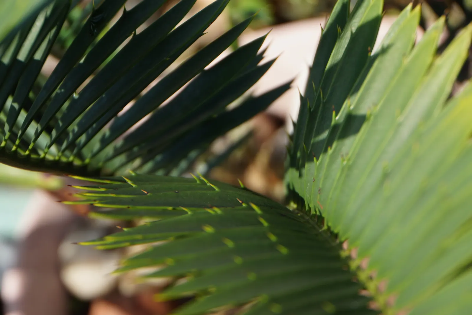 Bread Palm (Encephalartos Altensteinii) — Cold-tolerant to around 20-25&deg;F, it's an impressive, slow-growing specimen for warm regions; when, image 91