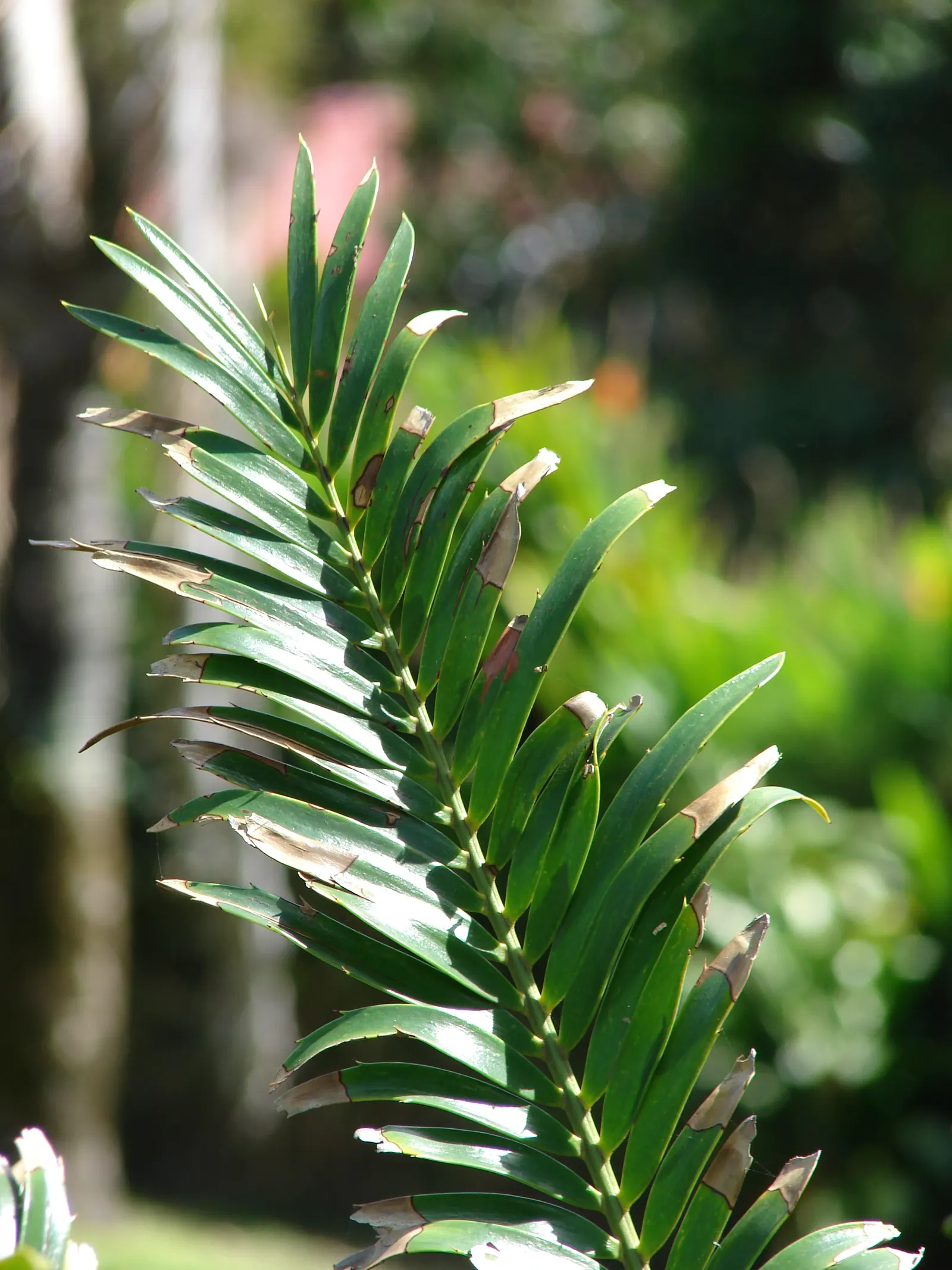 Bread Palm (Encephalartos Altensteinii) — supports a crown of attractive; <br><br>Periodic maintenance is required to remove old foliage and to, image 75
