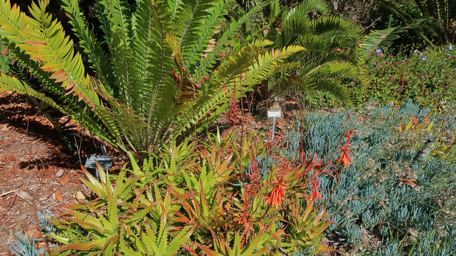 Bread Palm (Encephalartos Altensteinii) — is an impressive and striking addition to any landscape; arching blue-green leaves stretching up to 6 feet, image 93