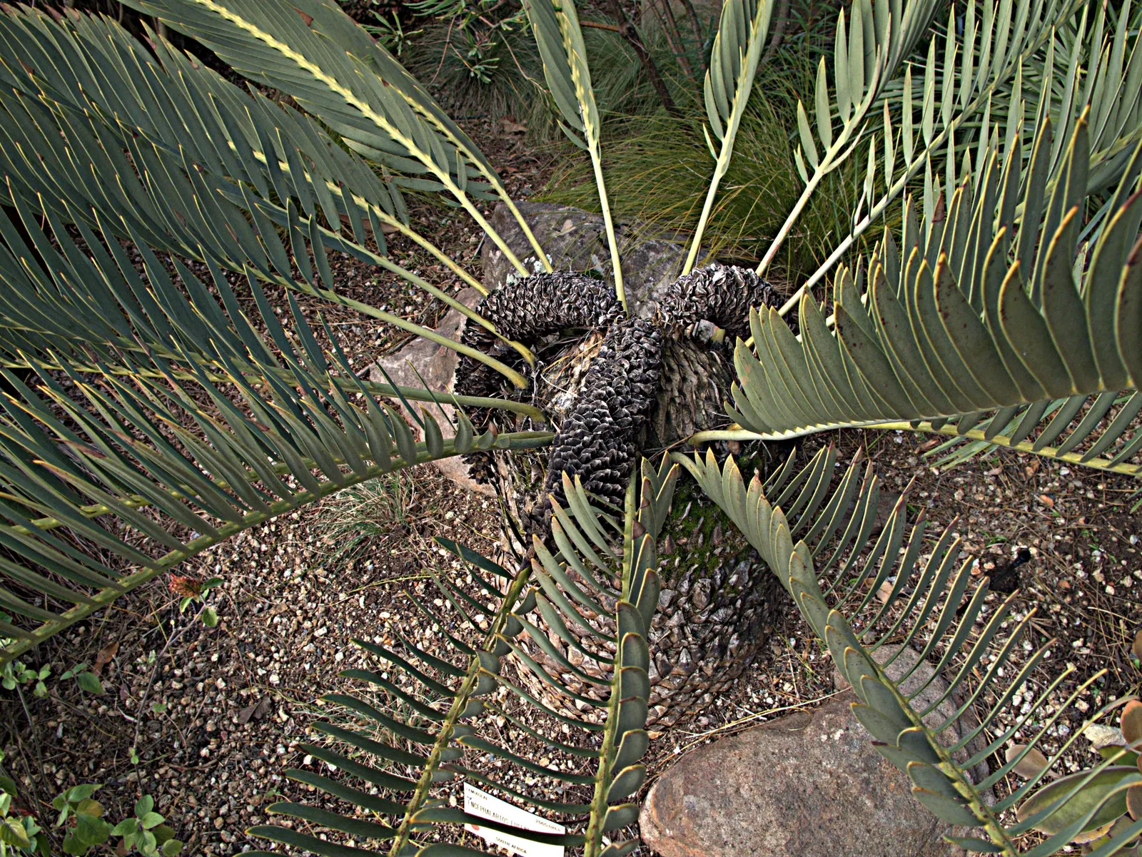 Bread Palm (Encephalartos Altensteinii) — the Bread Palm can serve as a focal point or be grouped for a lush