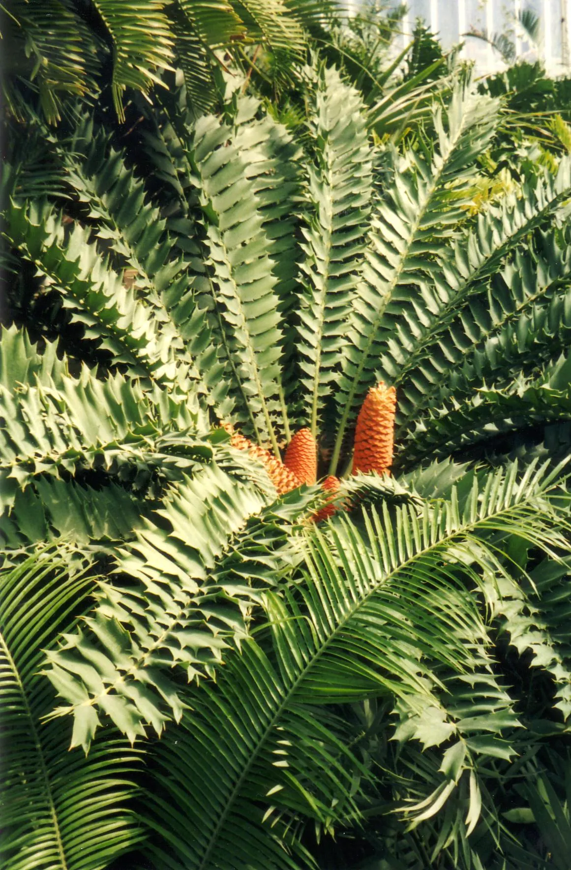 Bread Palm (Encephalartos Altensteinii) — is an impressive and striking addition to any landscape; arching blue-green leaves stretching up to 6 feet, image 49