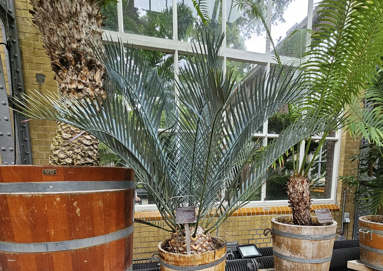 Bread Palm (Encephalartos Altensteinii) — which can grow to 2 feet in diameter; supports a crown of attractive, image 52