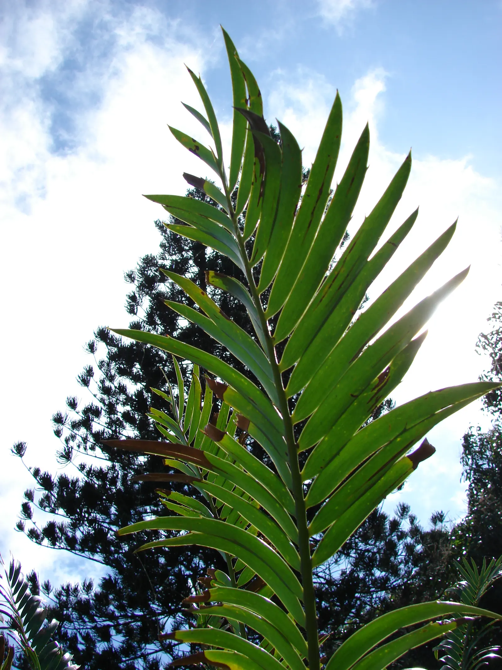 Bread Palm (Encephalartos Altensteinii) — Cold-tolerant to around 20-25&deg;F, it's an impressive, slow-growing specimen for warm regions; when designing a