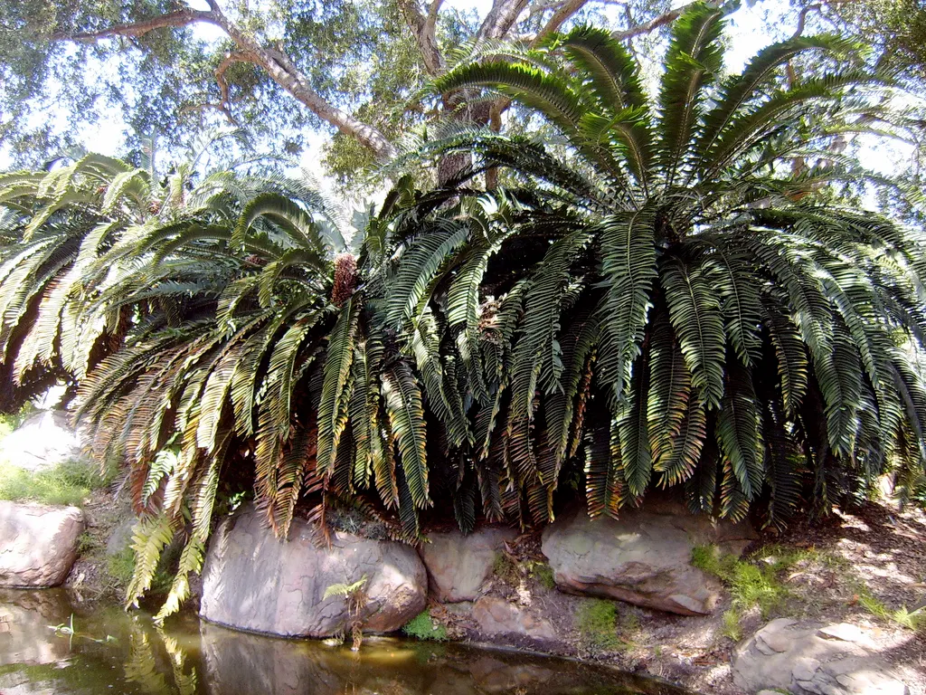 Bread Palm (Encephalartos Altensteinii) — consider its eventual size and incorporate sufficient space to accommodate its wide leaf spread; it pairs well with