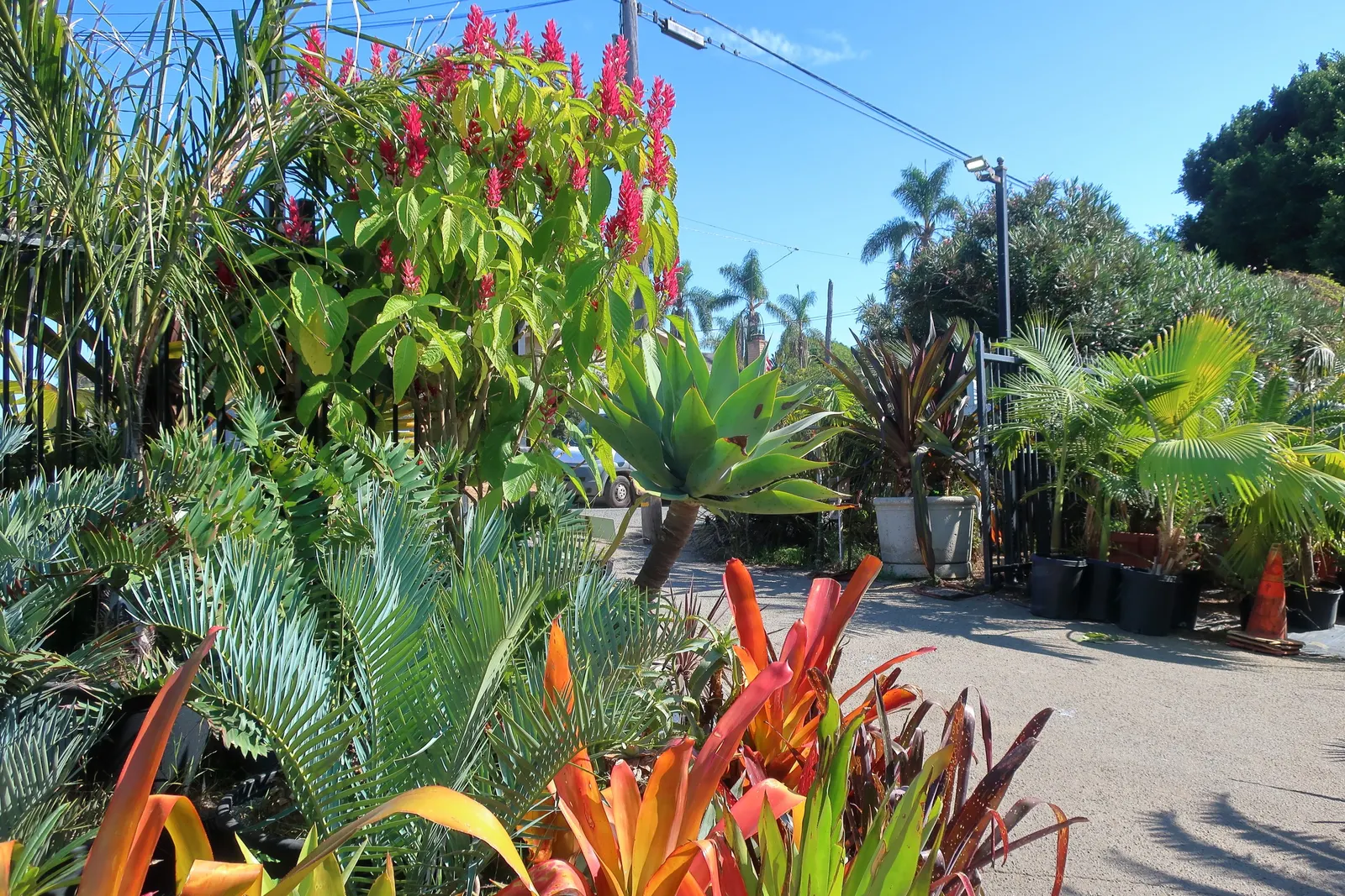 Bread Palm (Encephalartos Altensteinii) — but can soar up to 15 feet when given ample time and space; it thrives in well-drained soil, preferring full to