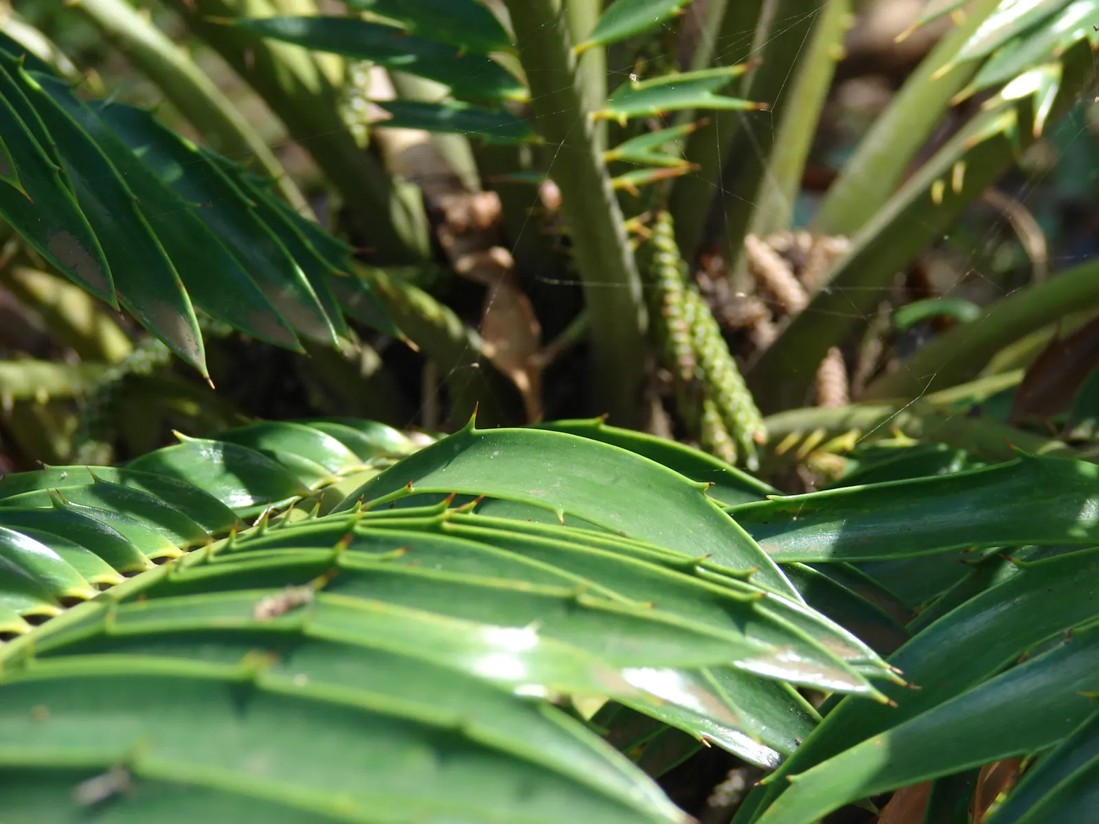 Bread Palm (Encephalartos Altensteinii) — supports a crown of attractive; <br><br>Periodic maintenance is required to remove old foliage and to, image 97