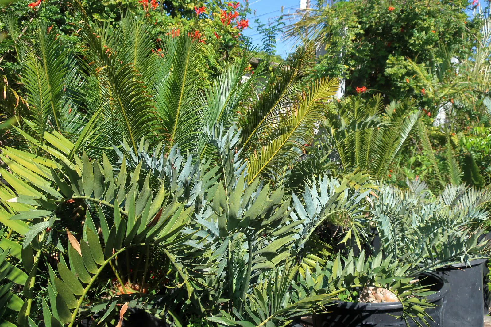 Bread Palm (Encephalartos Altensteinii) — often praised for its sculptural form and longevity; which can grow to 2 feet in diameter, image 99