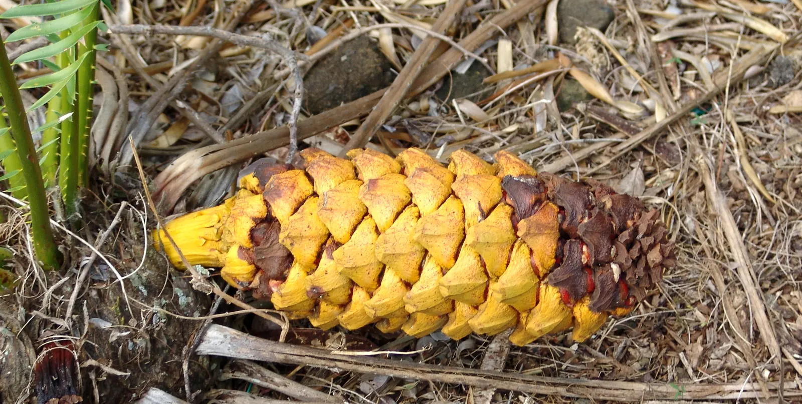 Bread Palm (Encephalartos Altensteinii) — arching blue-green leaves stretching up to 6 feet long.<br><br>This prehistoric species; its striking foliage adds a