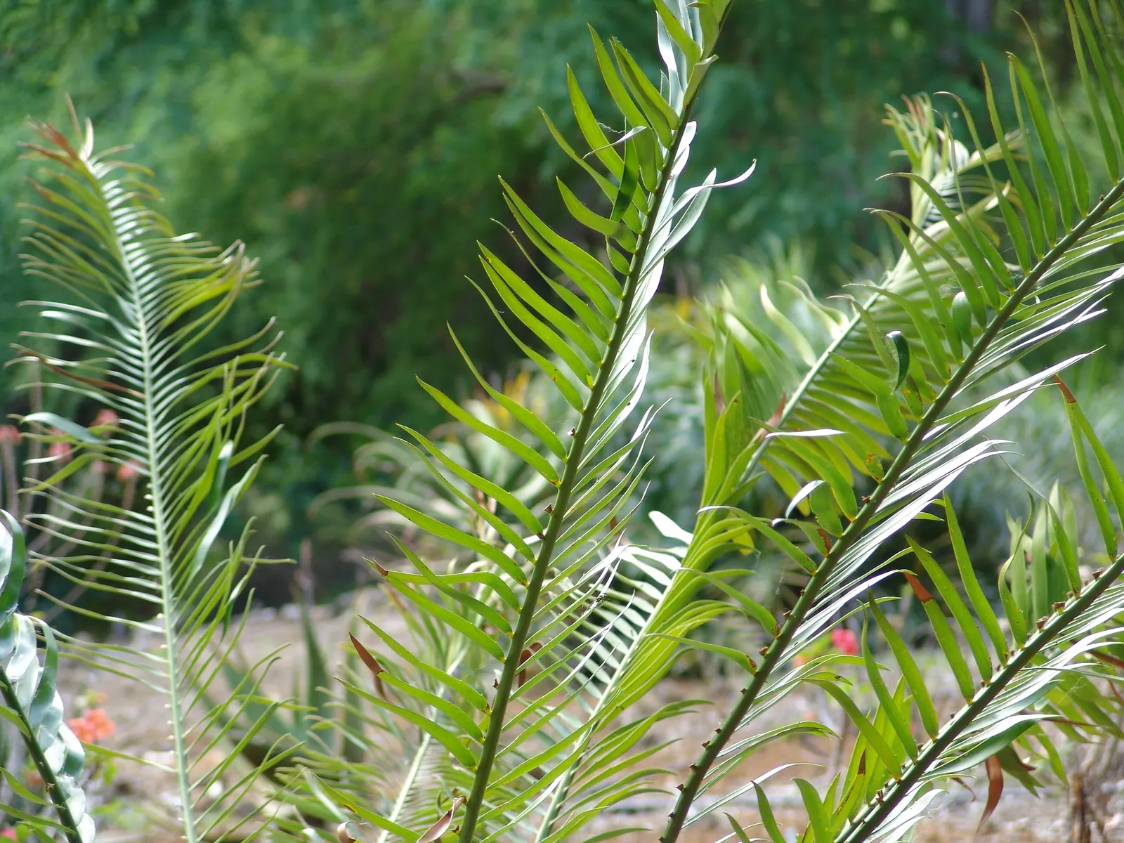 Bread Palm (Encephalartos Altensteinii) — often praised for its sculptural form and longevity; which can grow to 2 feet in diameter