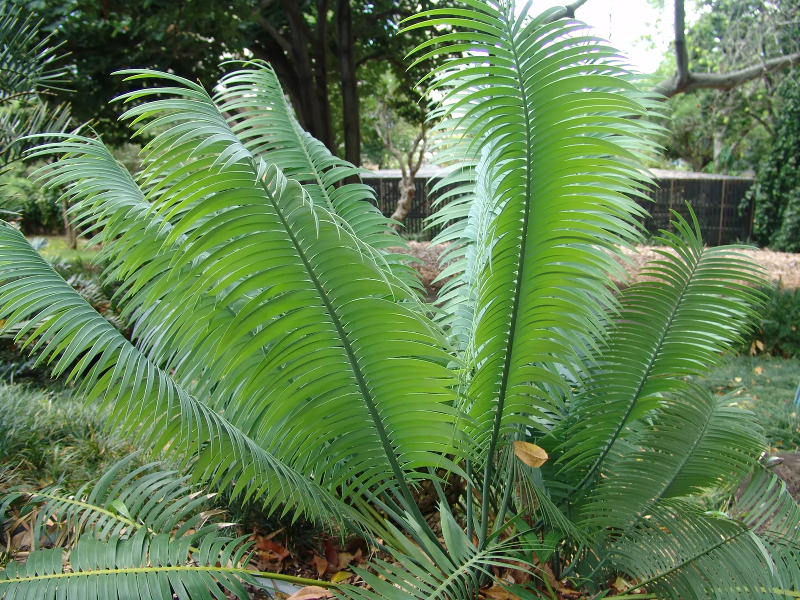 Bread Palm (Encephalartos Altensteinii) — The Bread Palm is drought-tolerant once established; but can soar up to 15 feet when given ample time and, image 80