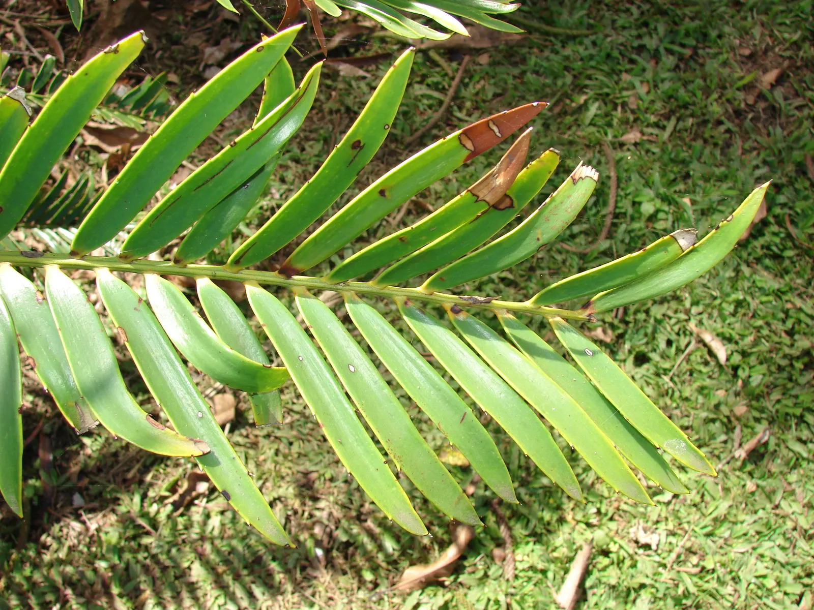 Bread Palm (Encephalartos Altensteinii) — Its striking foliage adds a tropical flair to landscapes; commonly known as the Bread Palm or Eastern Cape Giant Cycad