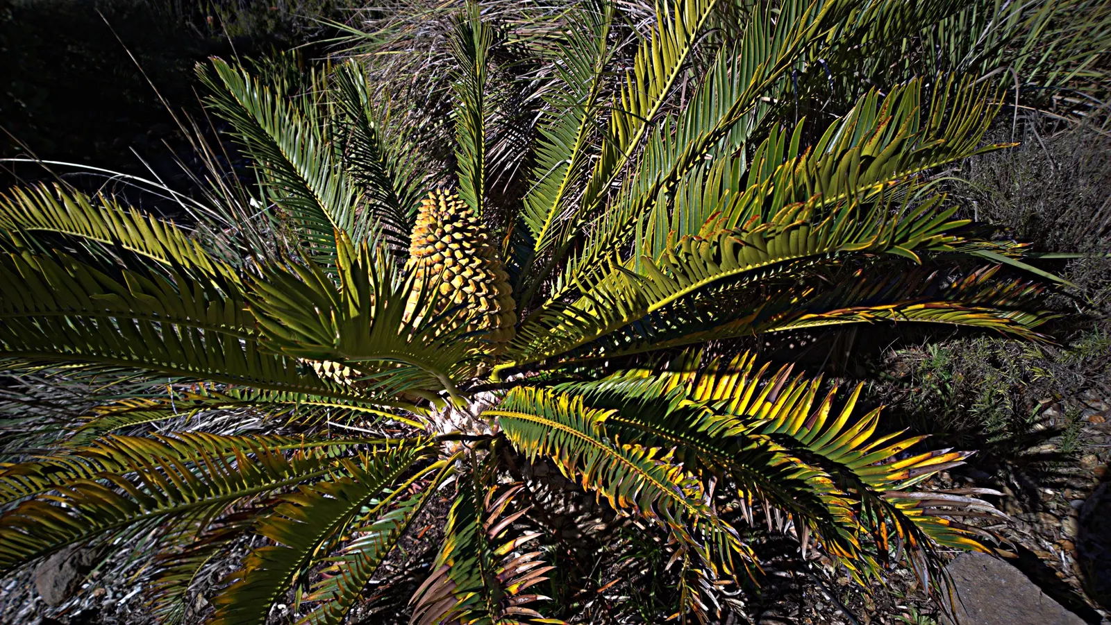 Bread Palm (Encephalartos Altensteinii) — adds a dramatic and exotic touch to gardens; making it ideal for xeriscaping or regions with water, image 78