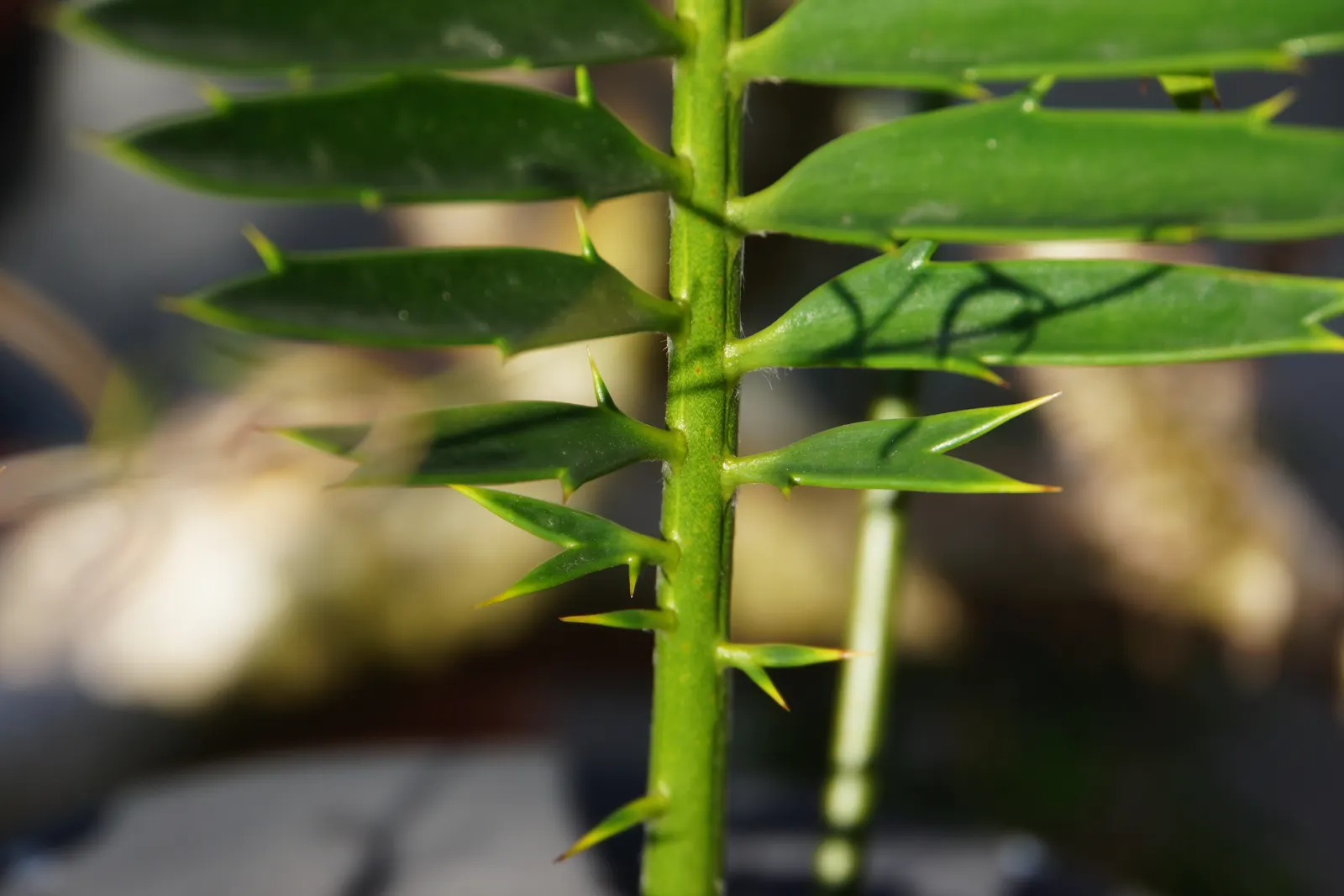 Bread Palm (Encephalartos Altensteinii) — Although it is generally pest-free, watch for scale insects and treat as necessary; this slow-growing, image 83