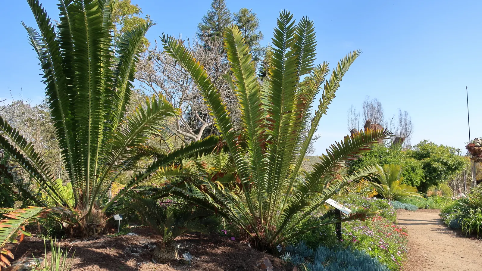 Bread Palm (Encephalartos Altensteinii) — palm for half or shade