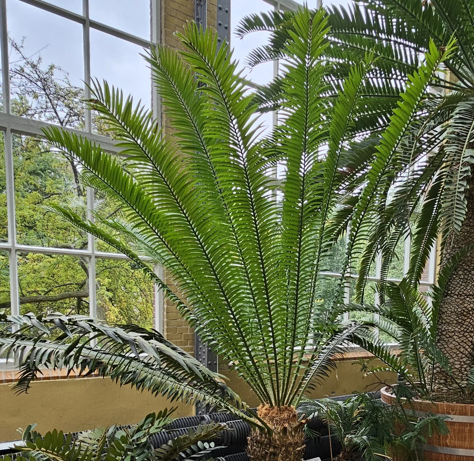 Bread Palm (Encephalartos Altensteinii) — supports a crown of attractive; <br><br>Periodic maintenance is required to remove old foliage and to, image 53