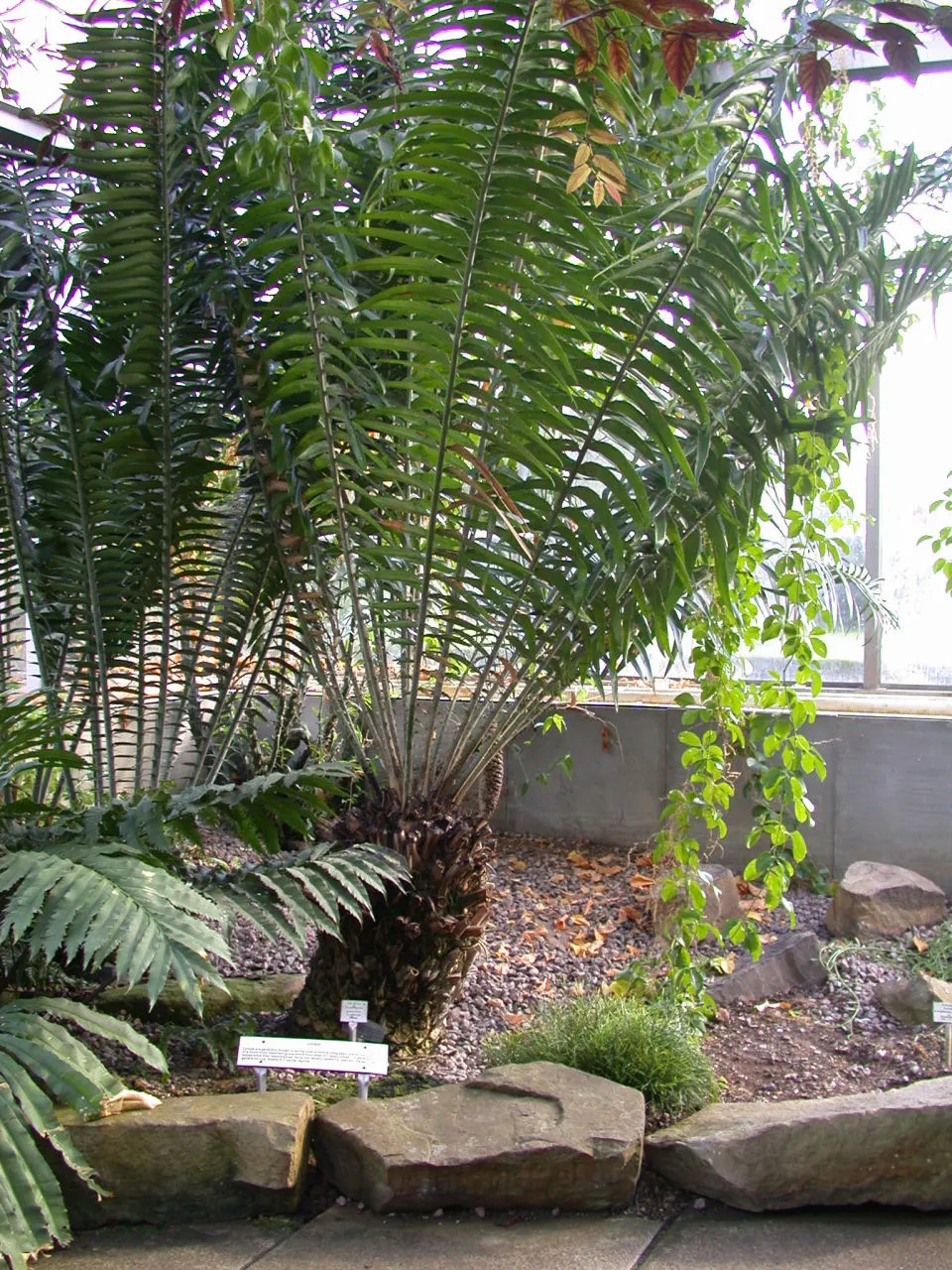 Bread Palm (Encephalartos Altensteinii) — making it ideal for xeriscaping or regions with water restrictions; the Bread Palm is drought-tolerant, image 81
