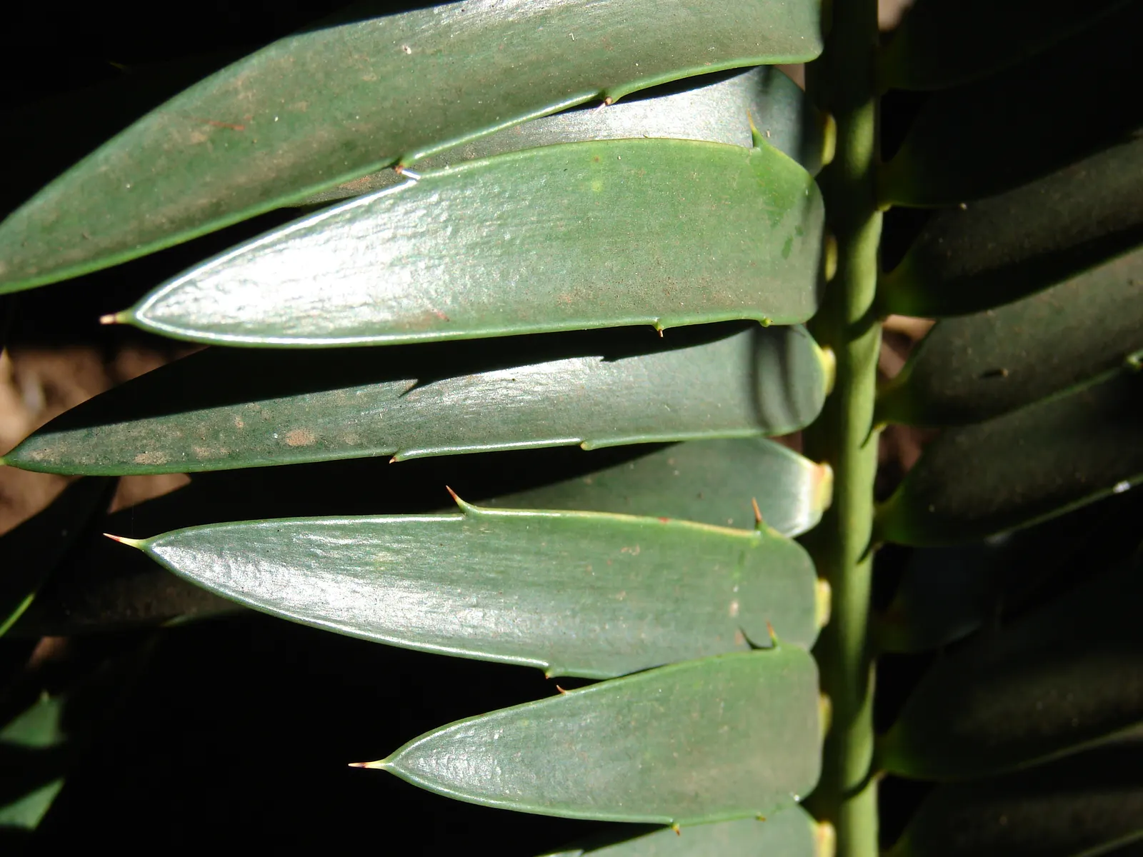 Bread Palm (Encephalartos Altensteinii) — It thrives in well-drained soil, preferring full to partial sun exposure; often praised for its, image 90
