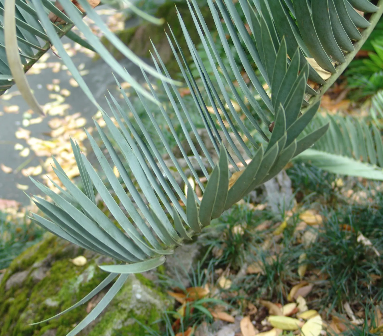 Bread Palm (Encephalartos Altensteinii) — palm for half or shade; consider its eventual size and incorporate sufficient space to accommodate its, image 88