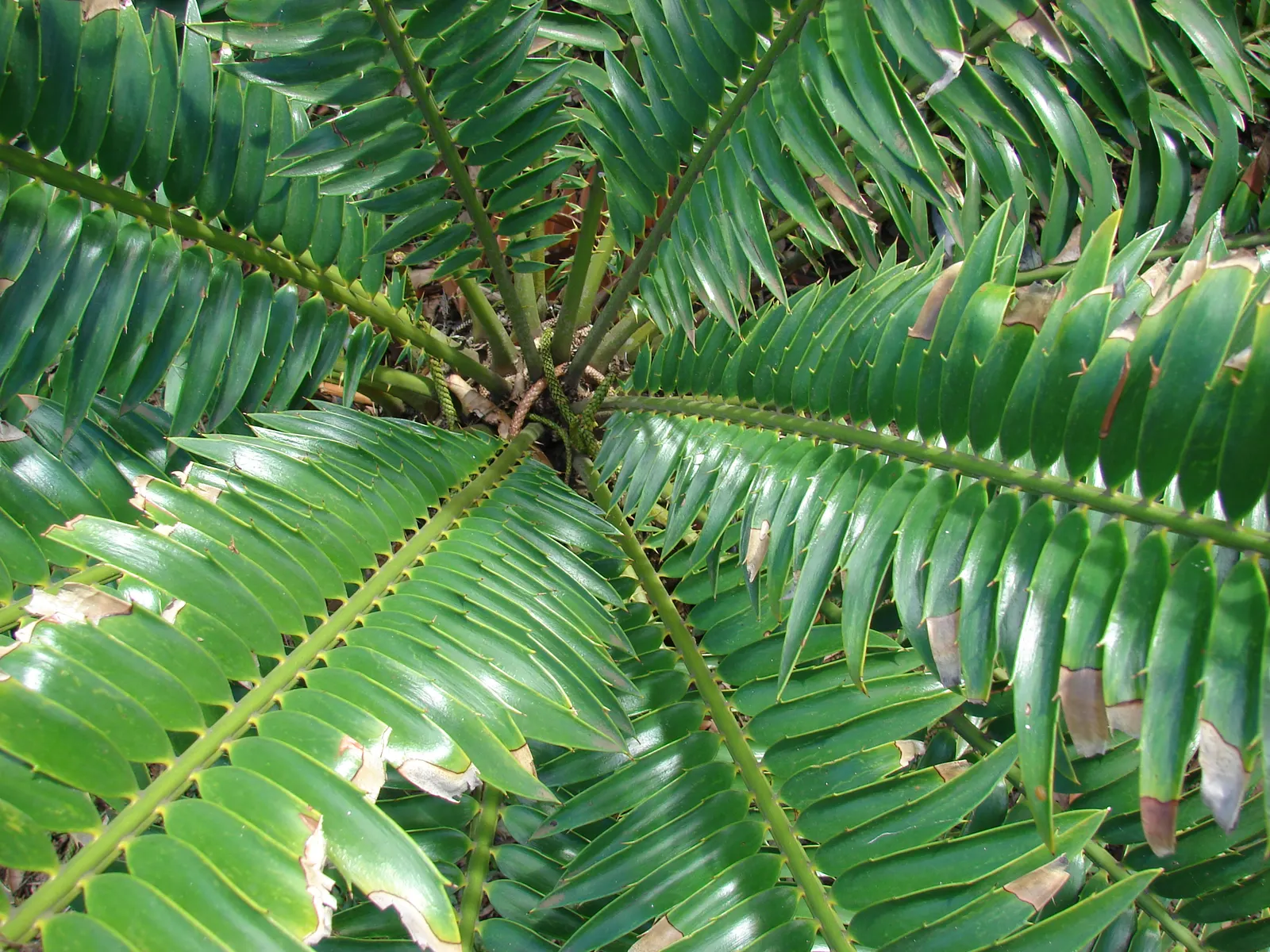 Bread Palm (Encephalartos Altensteinii) — When designing a landscape; it thrives in USDA hardiness zones 9 to 11 and prefers full sun to light shade, along