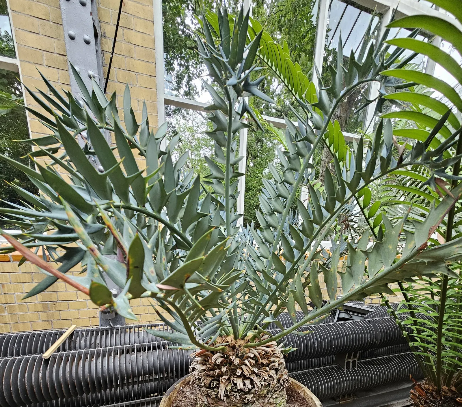 Bread Palm (Encephalartos Altensteinii) — but can soar up to 15 feet when given ample time and space; it thrives in well-drained soil, preferring, image 51