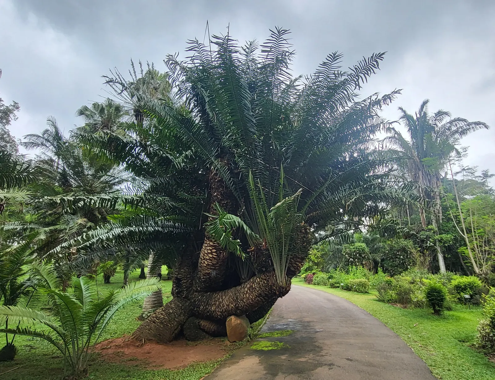 Bread Palm (Encephalartos Altensteinii) — When designing a landscape; it thrives in USDA hardiness zones 9 to 11 and prefers full sun to light, image 84