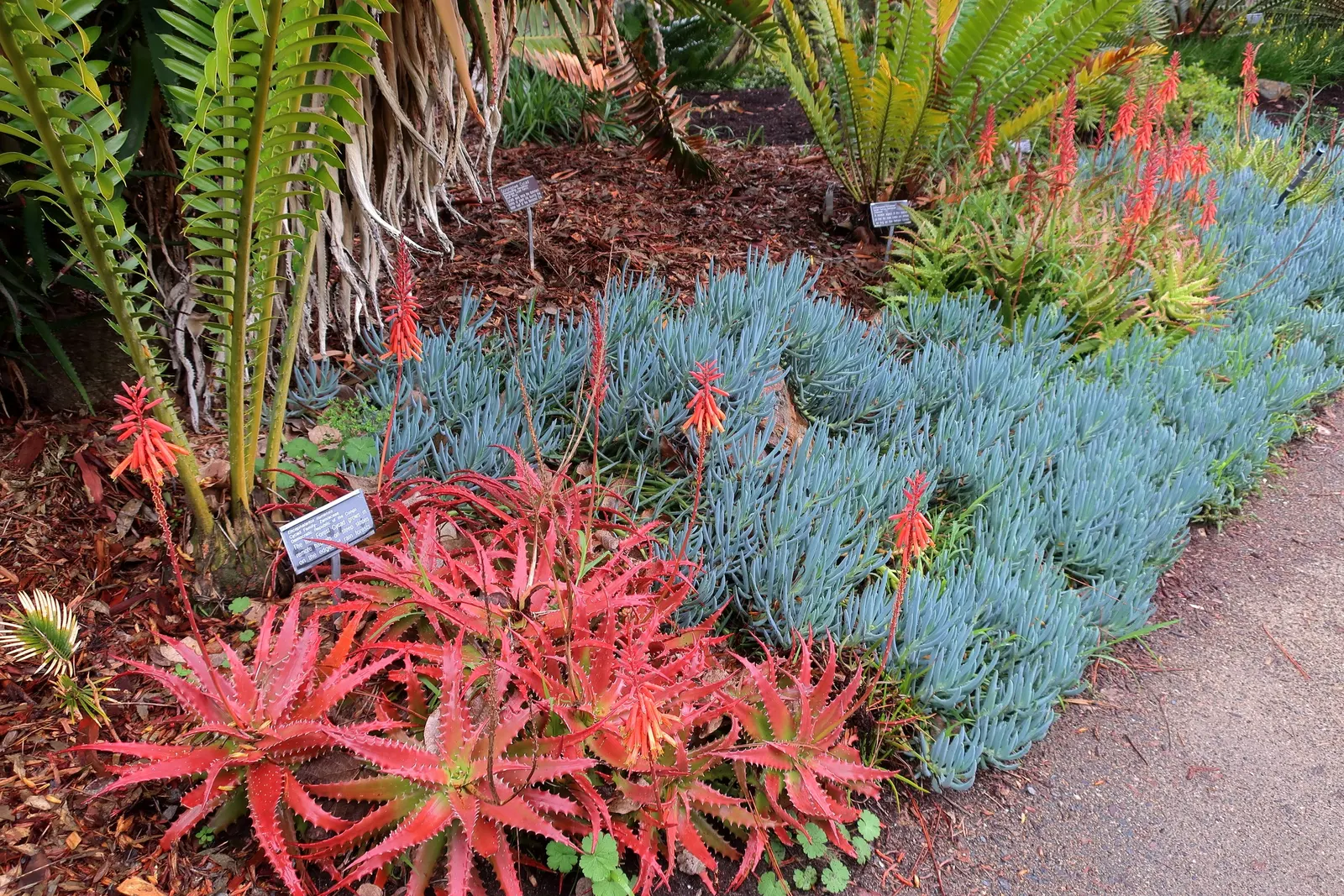 Bread Palm (Encephalartos Altensteinii) — adds a dramatic and exotic touch to gardens; making it ideal for xeriscaping or regions with water, image 100