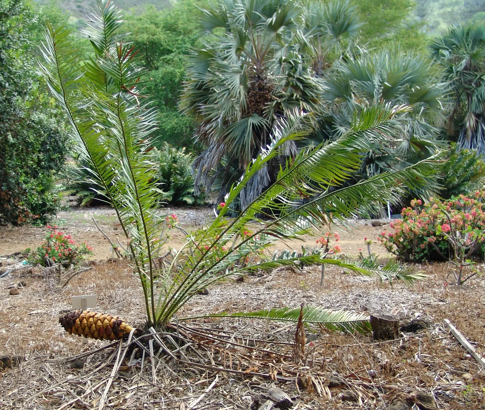 Bread Palm (Encephalartos Altensteinii) — <br><br>Periodic maintenance is required to remove old foliage and to maintain its tidy appearance; the Bread Palm
