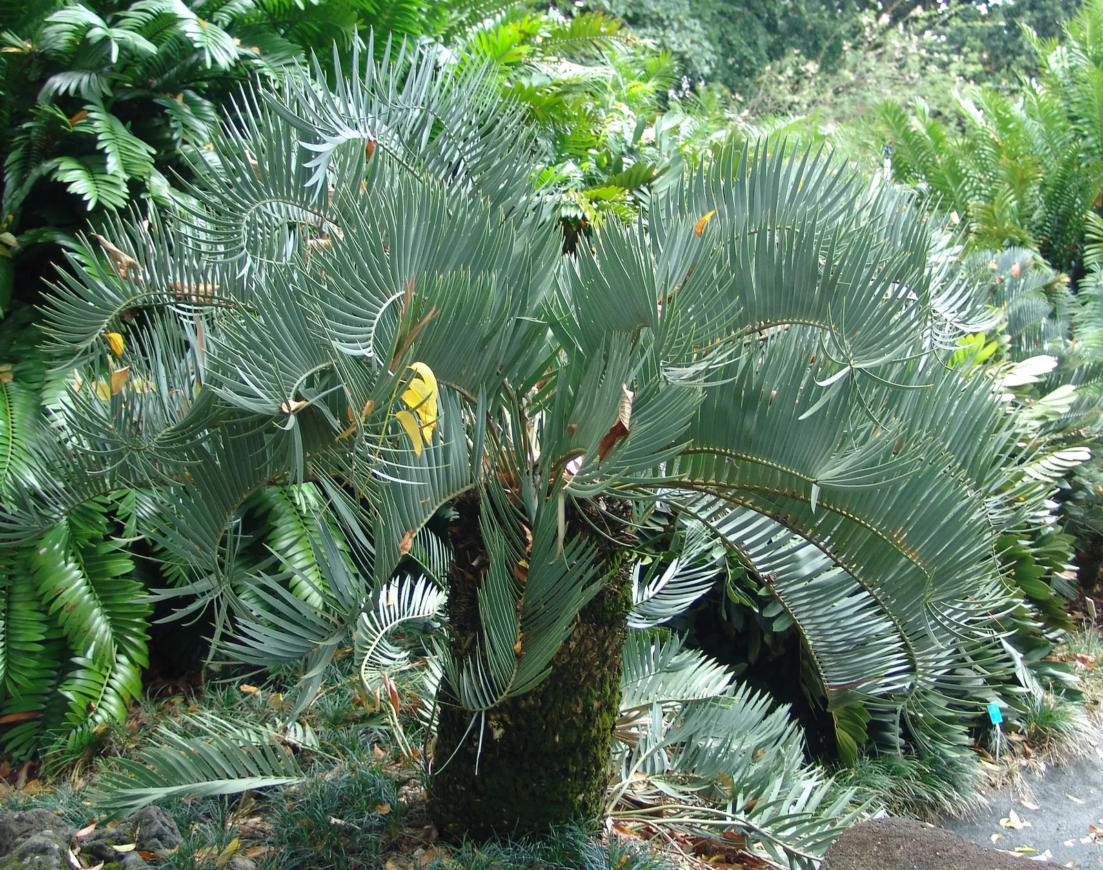 Bread Palm (Encephalartos Altensteinii) — It thrives in USDA hardiness zones 9 to 11 and prefers full sun to light shade, along with well-drained, image 79
