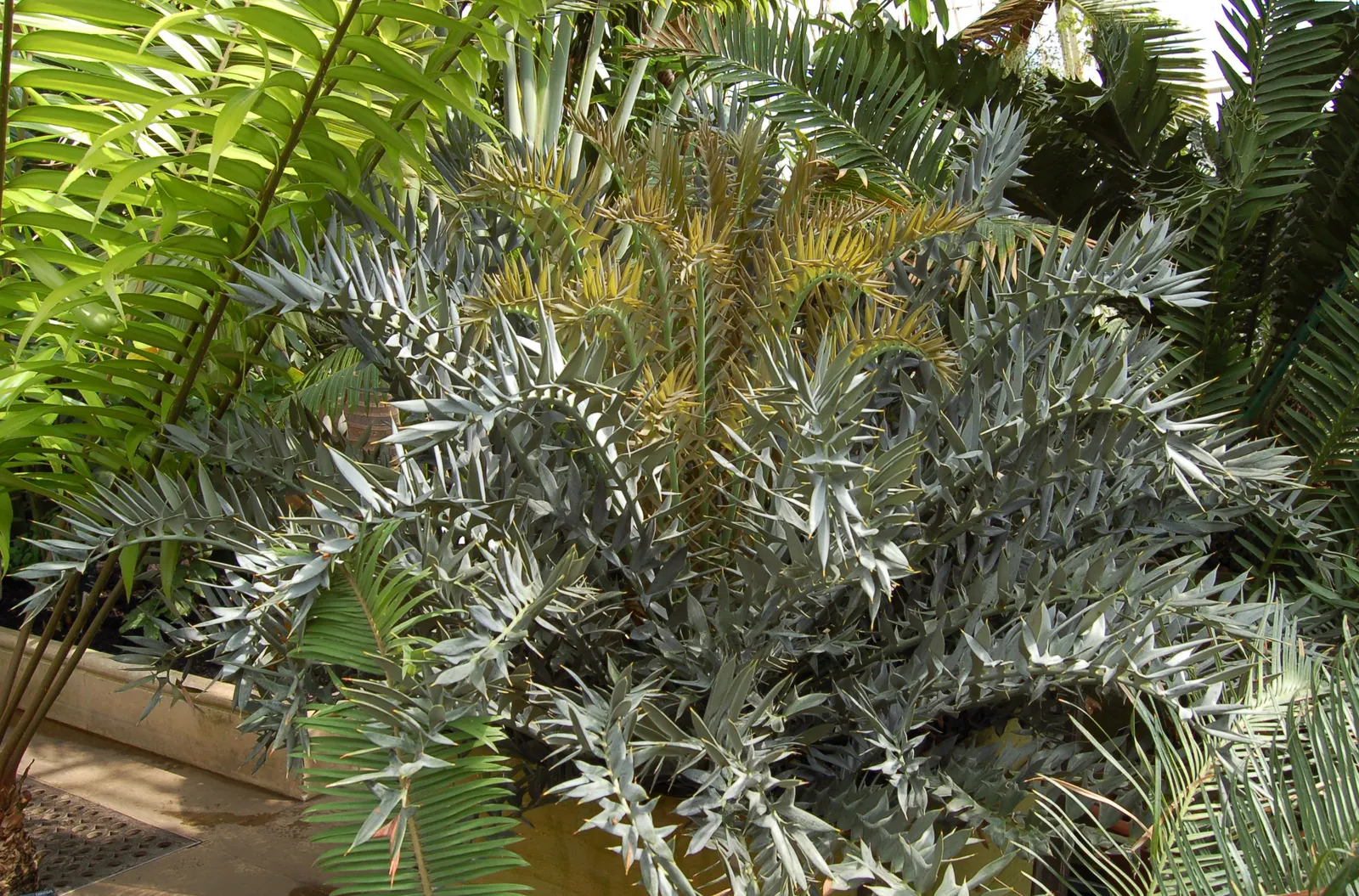Bread Palm (Encephalartos Altensteinii) — this slow-growing cycad typically reaches heights of 5 to 8 feet; although it is generally pest-free, image 50