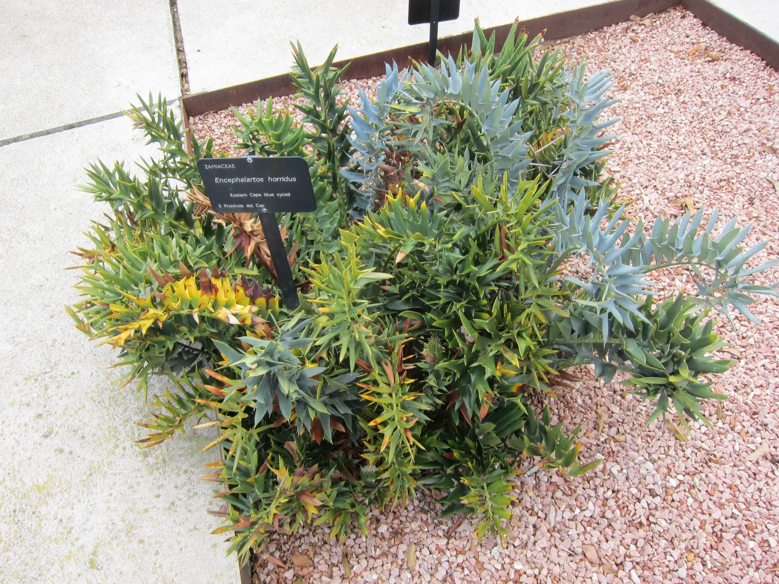 Bread Palm (Encephalartos Altensteinii) — Its striking foliage adds a tropical flair to landscapes; commonly known as the Bread Palm or Eastern, image 89