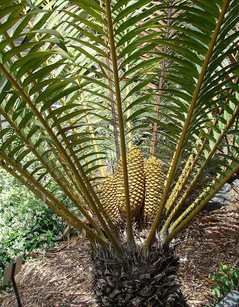Bread Palm (Encephalartos Altensteinii) — the Bread Palm can serve as a focal point or be grouped for a lush; adds a dramatic and exotic touch to, image 87