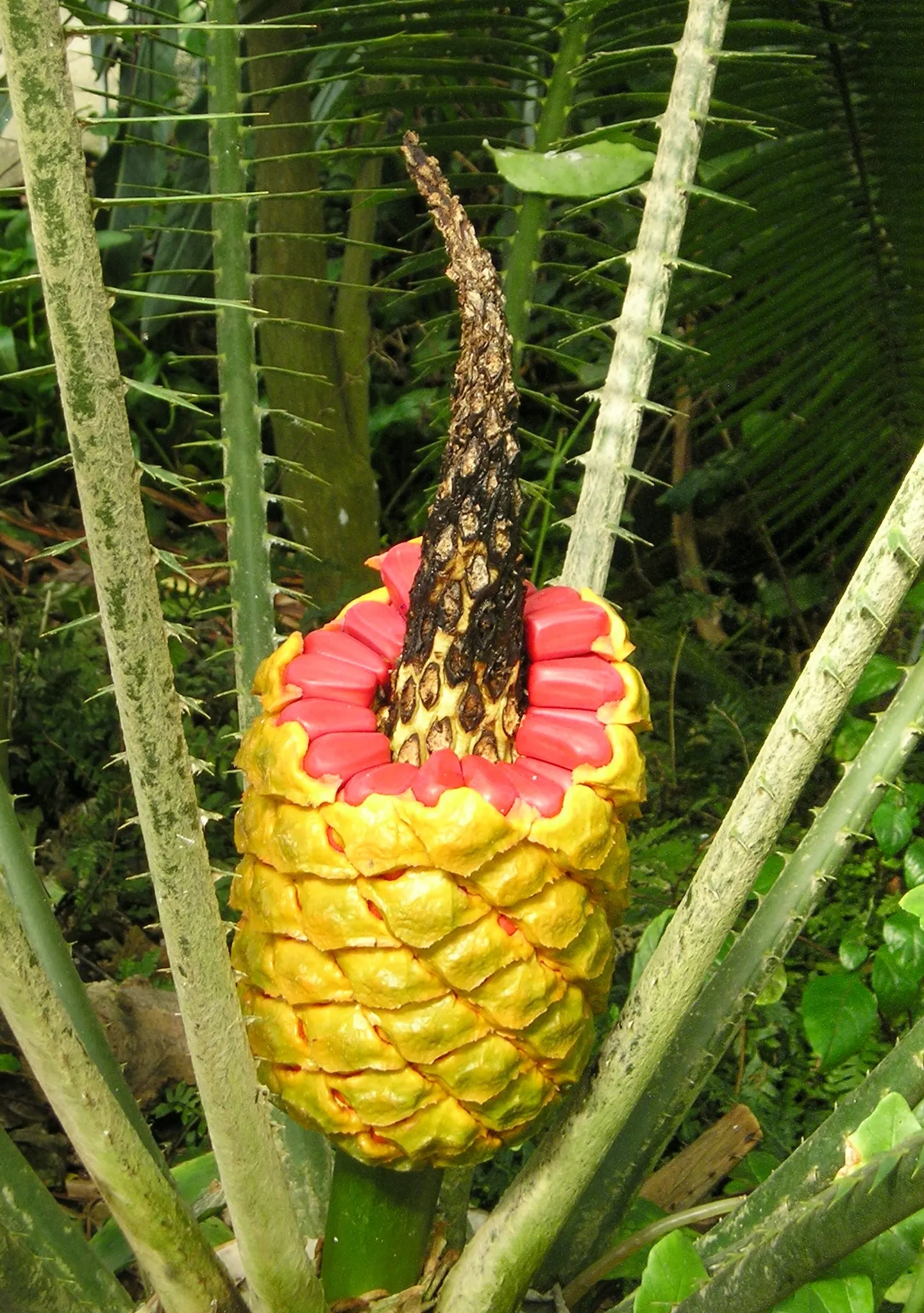 Bread Palm (Encephalartos Altensteinii) — The Bread Palm is drought-tolerant once established; but can soar up to 15 feet when given ample time and space