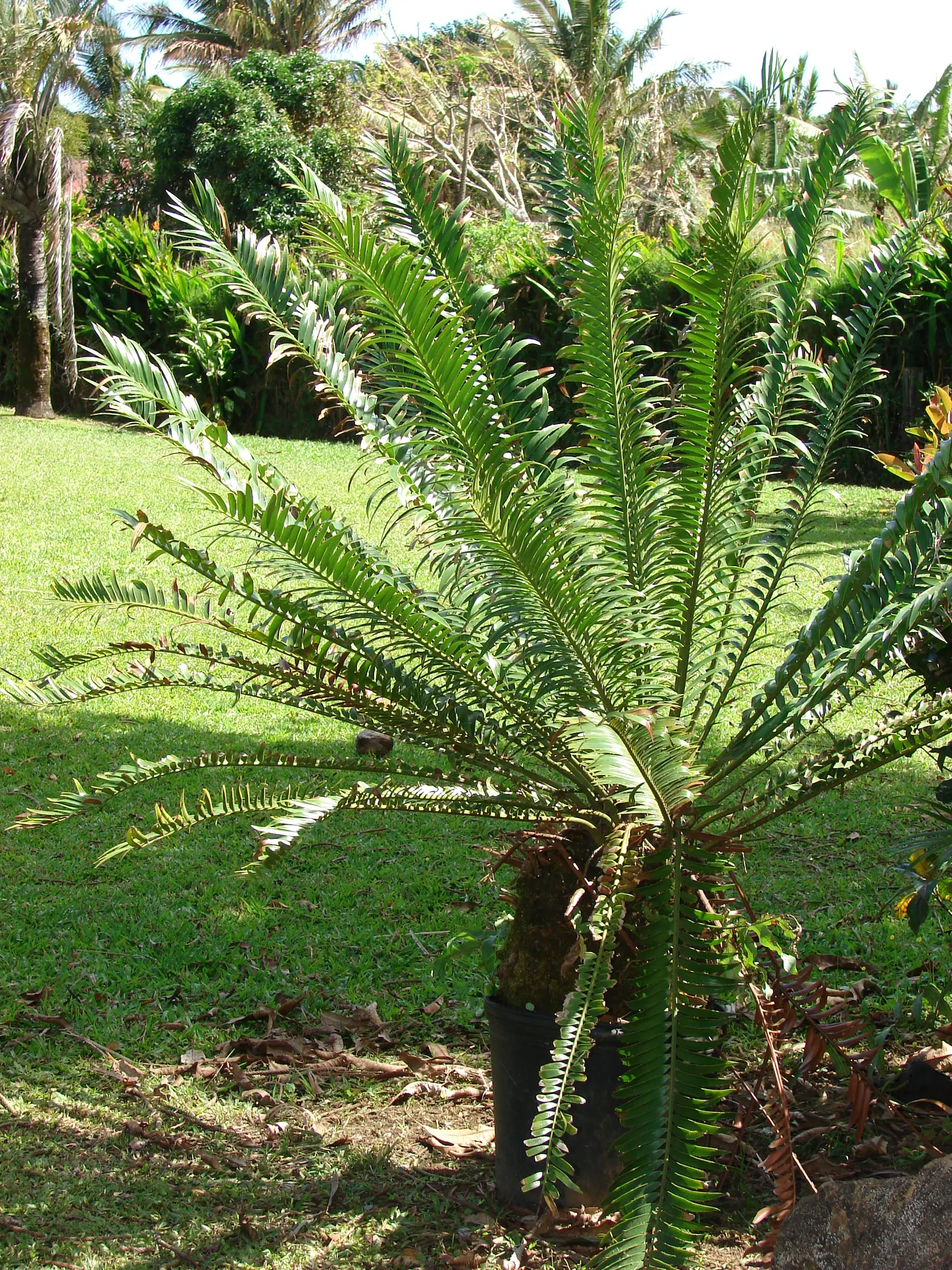 Bread Palm (Encephalartos Altensteinii) — arching blue-green leaves stretching up to 6 feet long.<br><br>This prehistoric species; its striking, image 76
