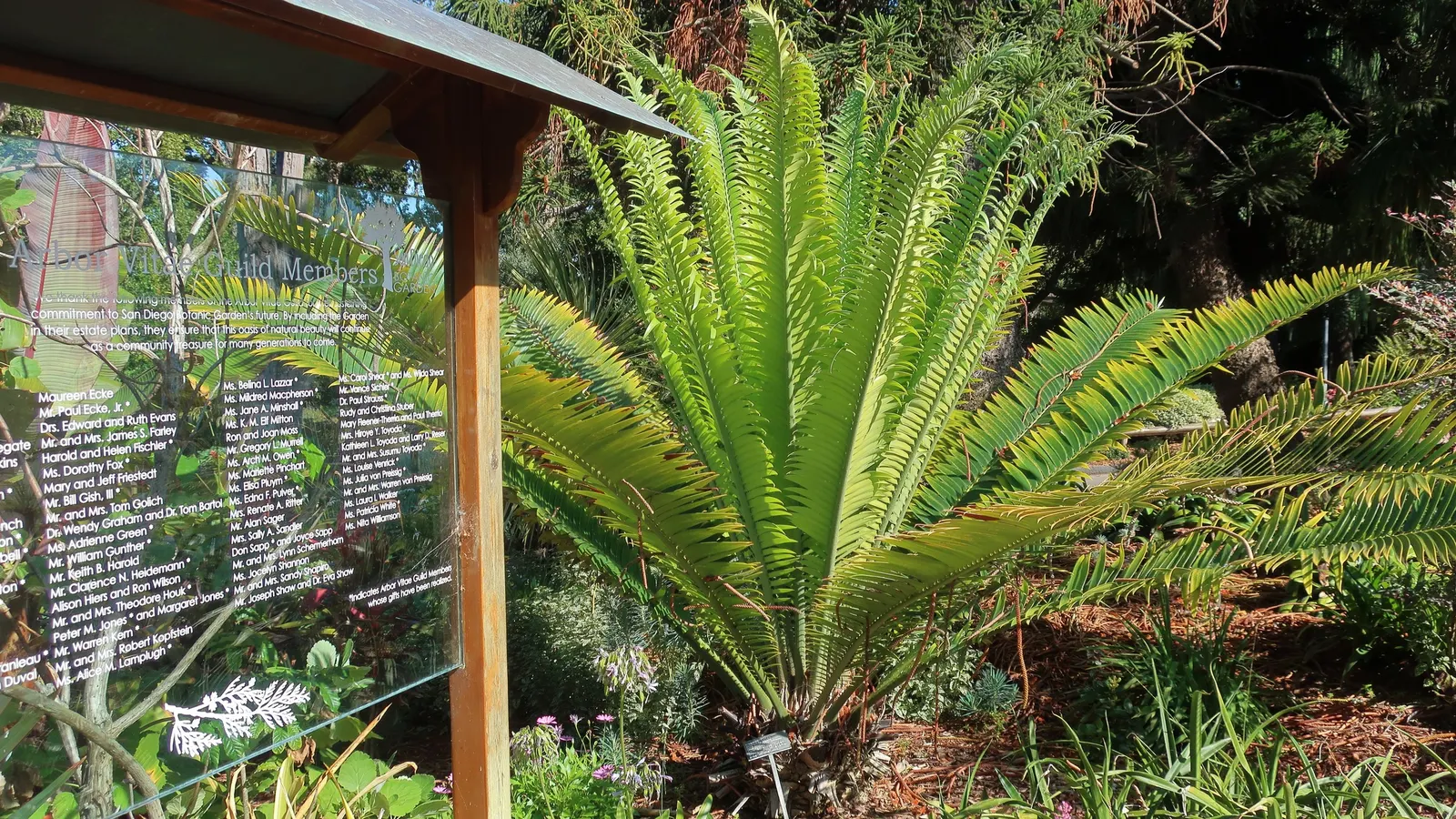 Bread Palm (Encephalartos Altensteinii) — arching blue-green leaves stretching up to 6 feet long.<br><br>This prehistoric species; its striking, image 98