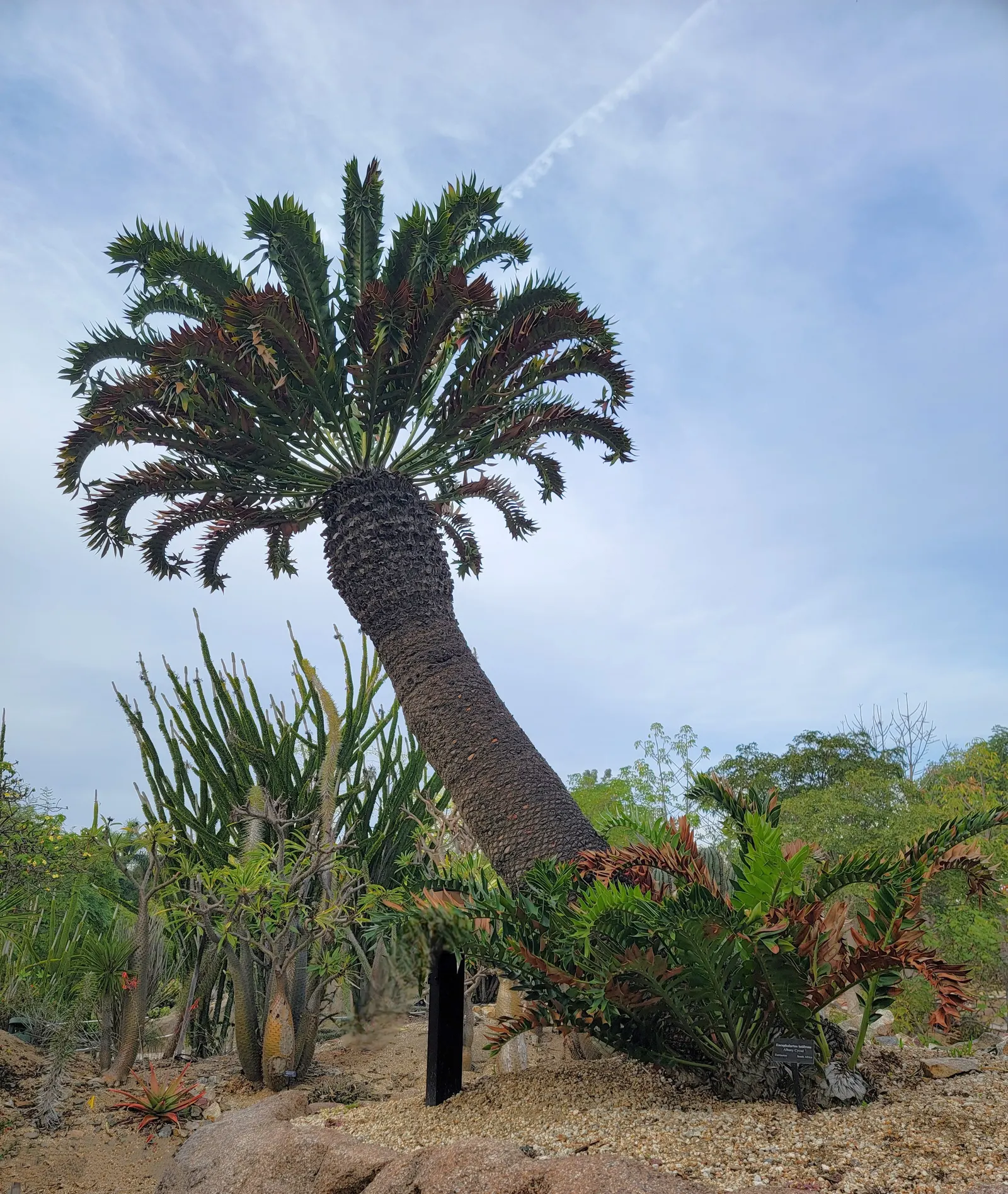 Bread Palm (Encephalartos Altensteinii) — It thrives in well-drained soil, preferring full to partial sun exposure; often praised for its sculptural form and