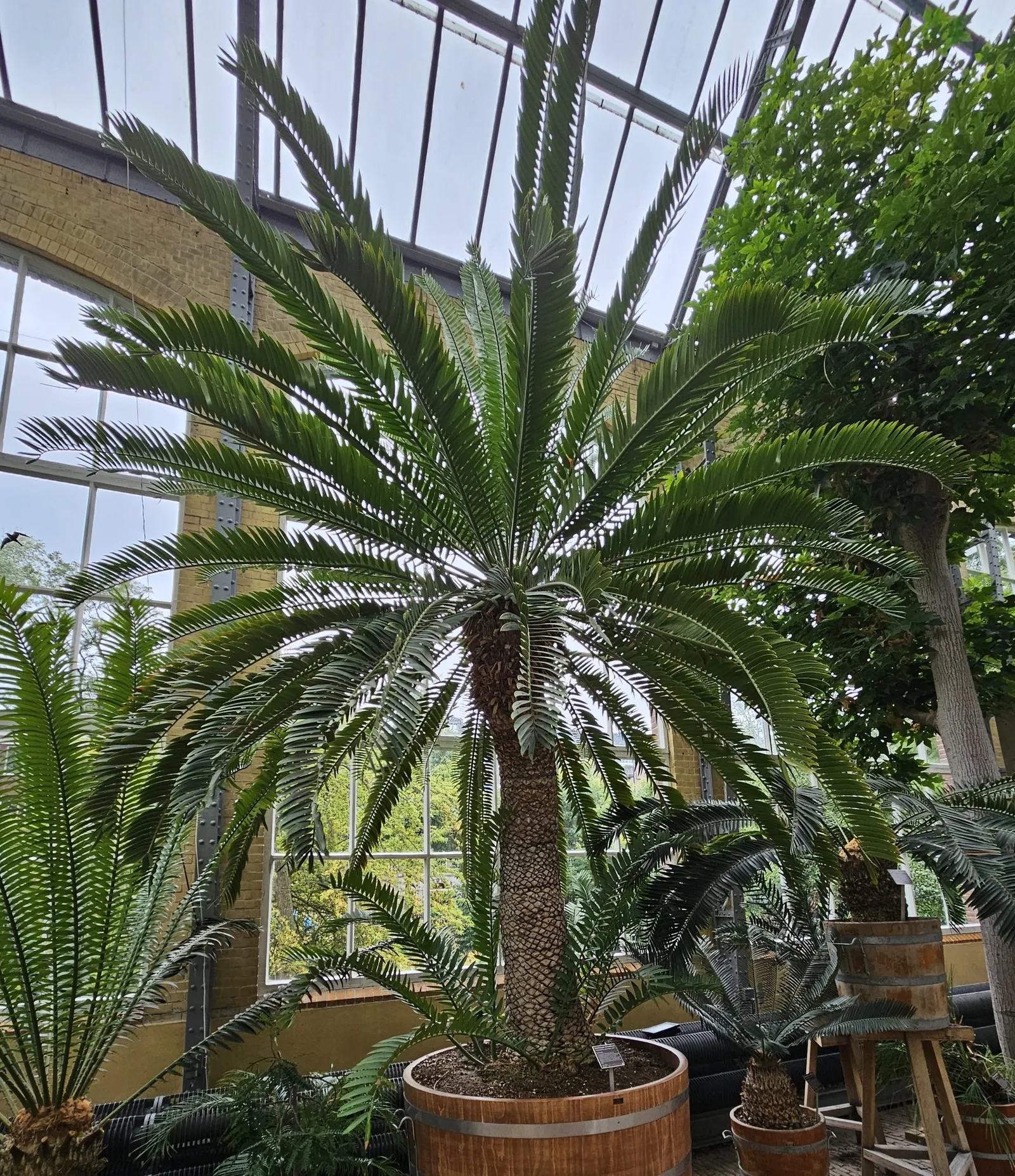 Bread Palm (Encephalartos Altensteinii) — but can soar up to 15 feet when given ample time and space; it thrives in well-drained soil, preferring, image 73