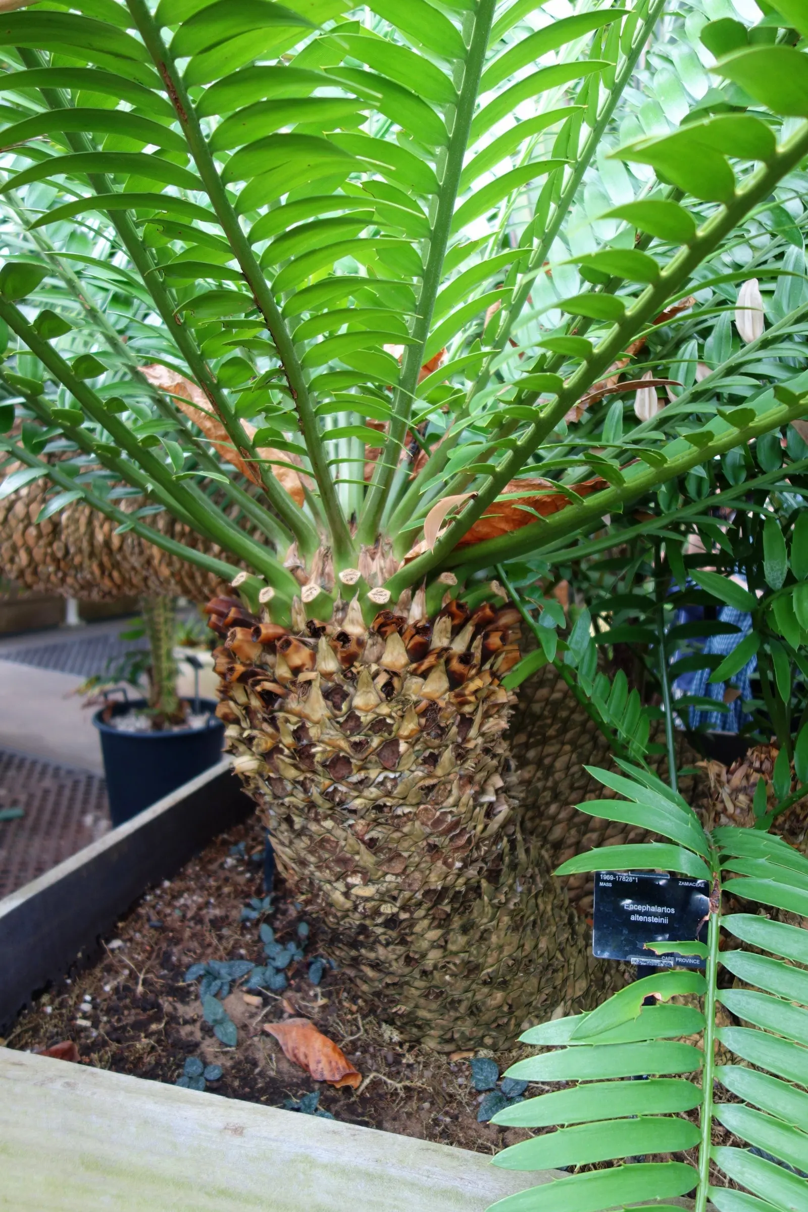 Bread Palm (Encephalartos Altensteinii) — commonly known as the Bread Palm or Eastern Cape Giant Cycad; cold-tolerant to around 20-25&deg;F, it's an, image 114