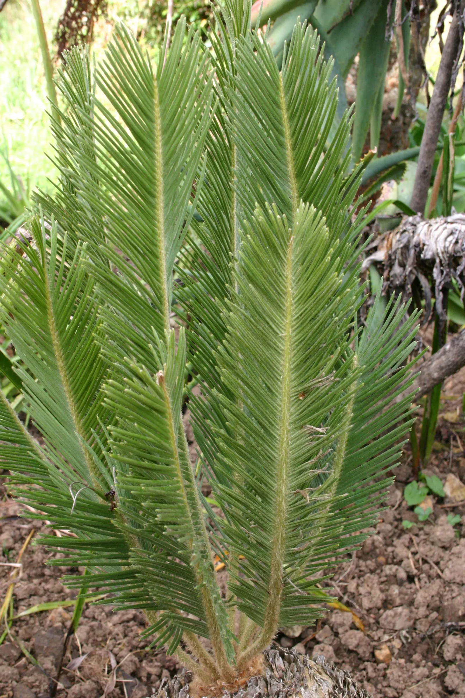 Bread Palm (Encephalartos Altensteinii) — It pairs well with succulents and other dry-loving plants.<br><br>In your clients garden