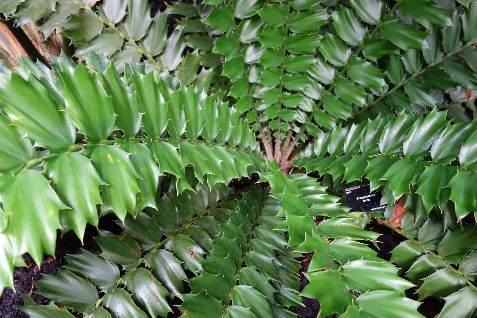 Bread Palm (Encephalartos Altensteinii) — the Bread Palm can serve as a focal point or be grouped for a lush; adds a dramatic and exotic touch to, image 109