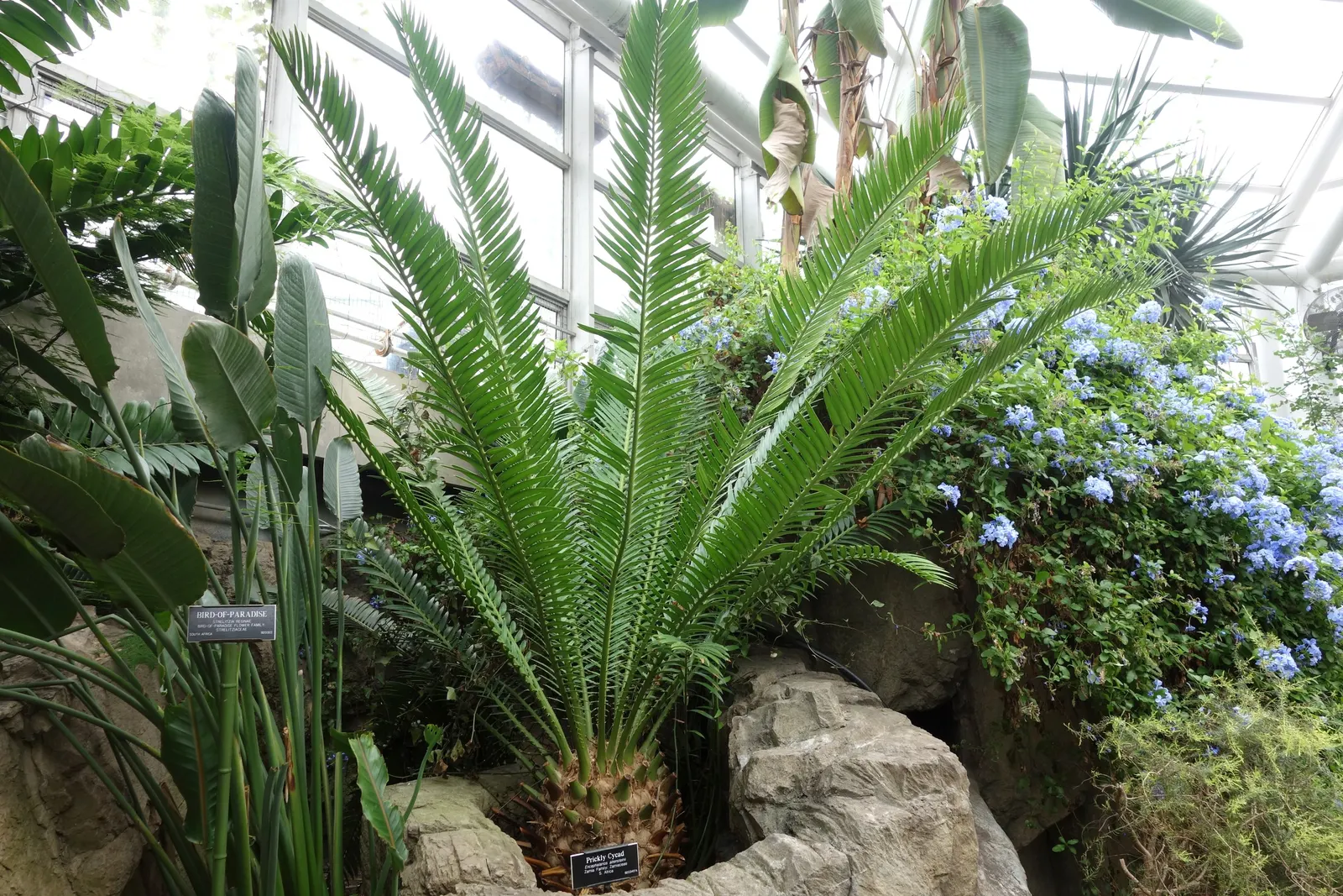 Bread Palm (Encephalartos Altensteinii) — but can soar up to 15 feet when given ample time and space; it thrives in well-drained soil, preferring, image 117