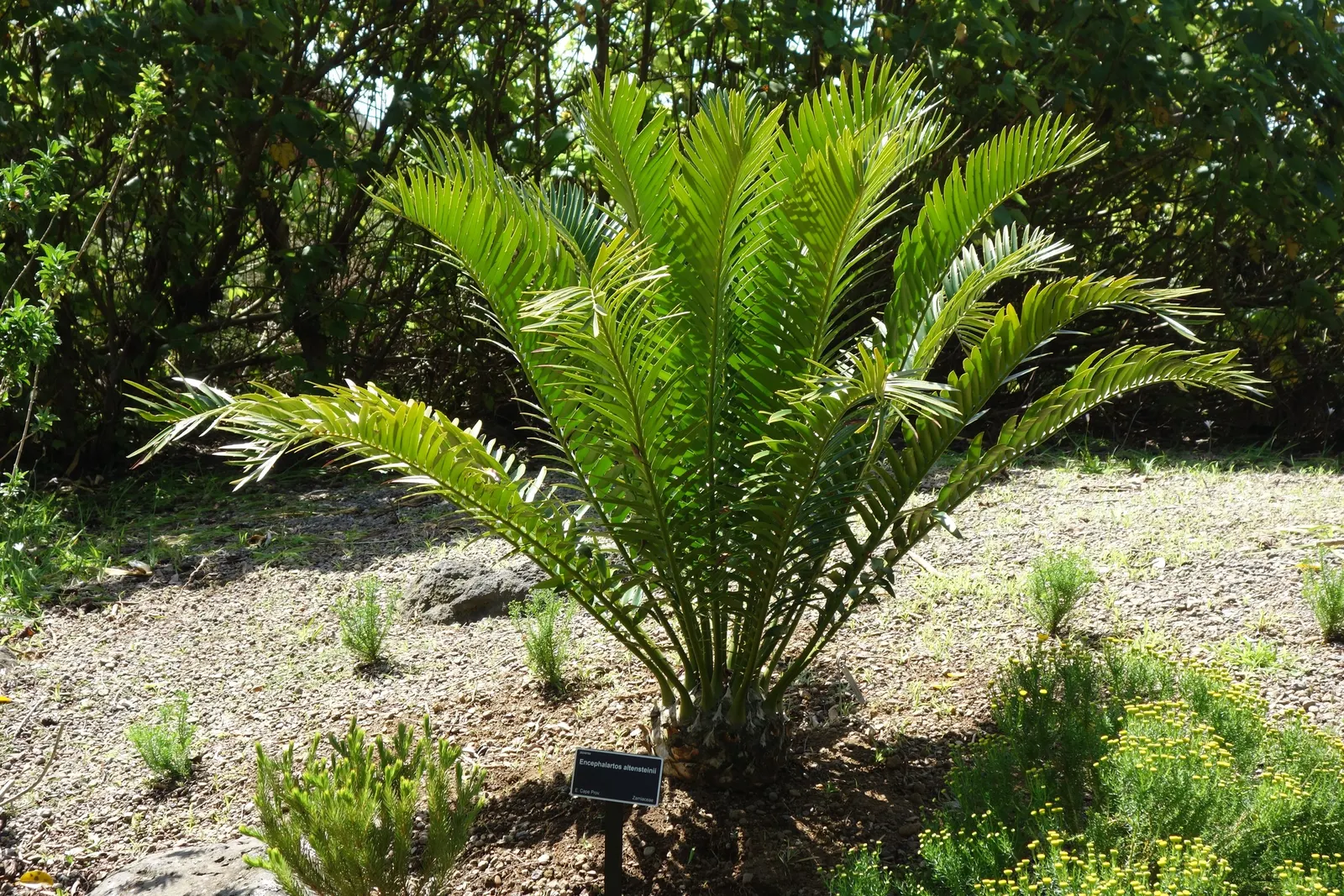 Bread Palm (Encephalartos Altensteinii) — adds a dramatic and exotic touch to gardens; making it ideal for xeriscaping or regions with water, image 56